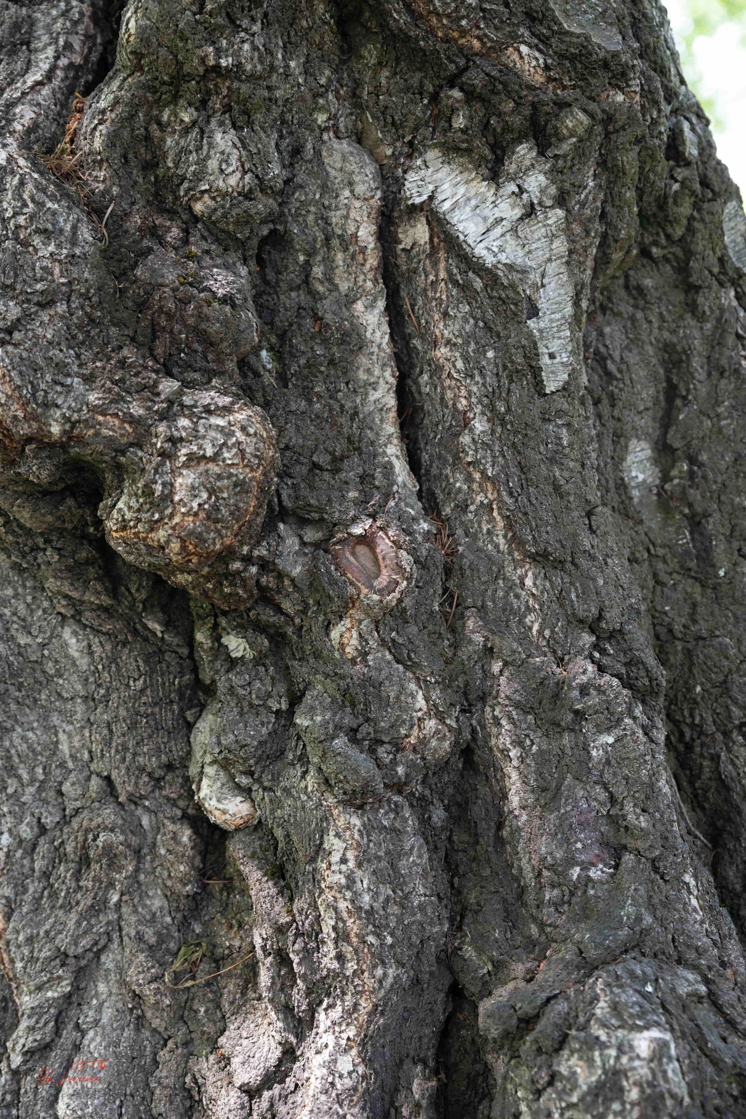 Birch Bark.jpg