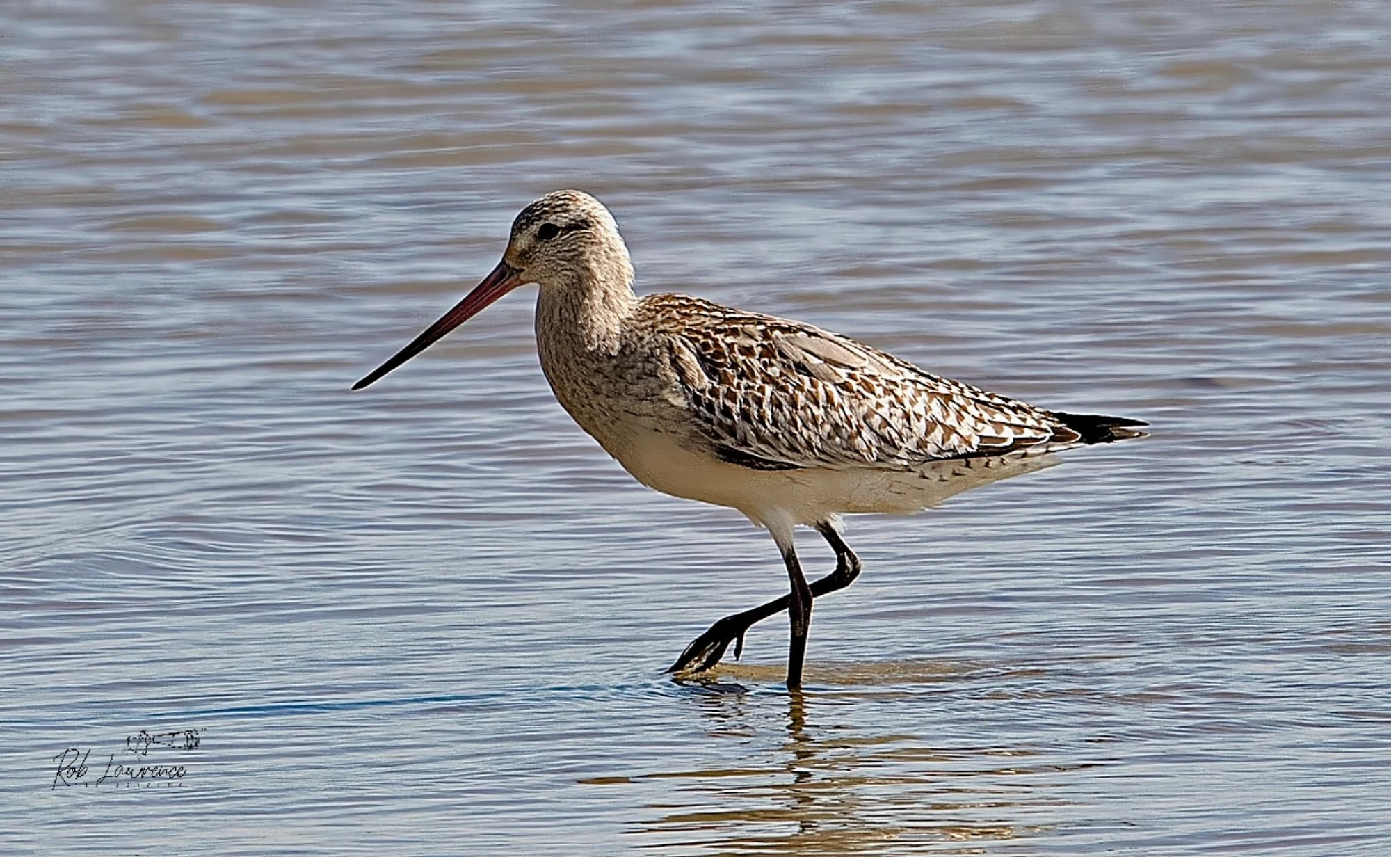 Bar-tailed Godwit.  (kuaka)
Limosa lapponica

 The bar-tailed godwit is one of the world's greatest long-distance migrants. Each year, flocks leave their breeding grounds in western Alaska and undertake an extraordinary non-stop journey of more than 