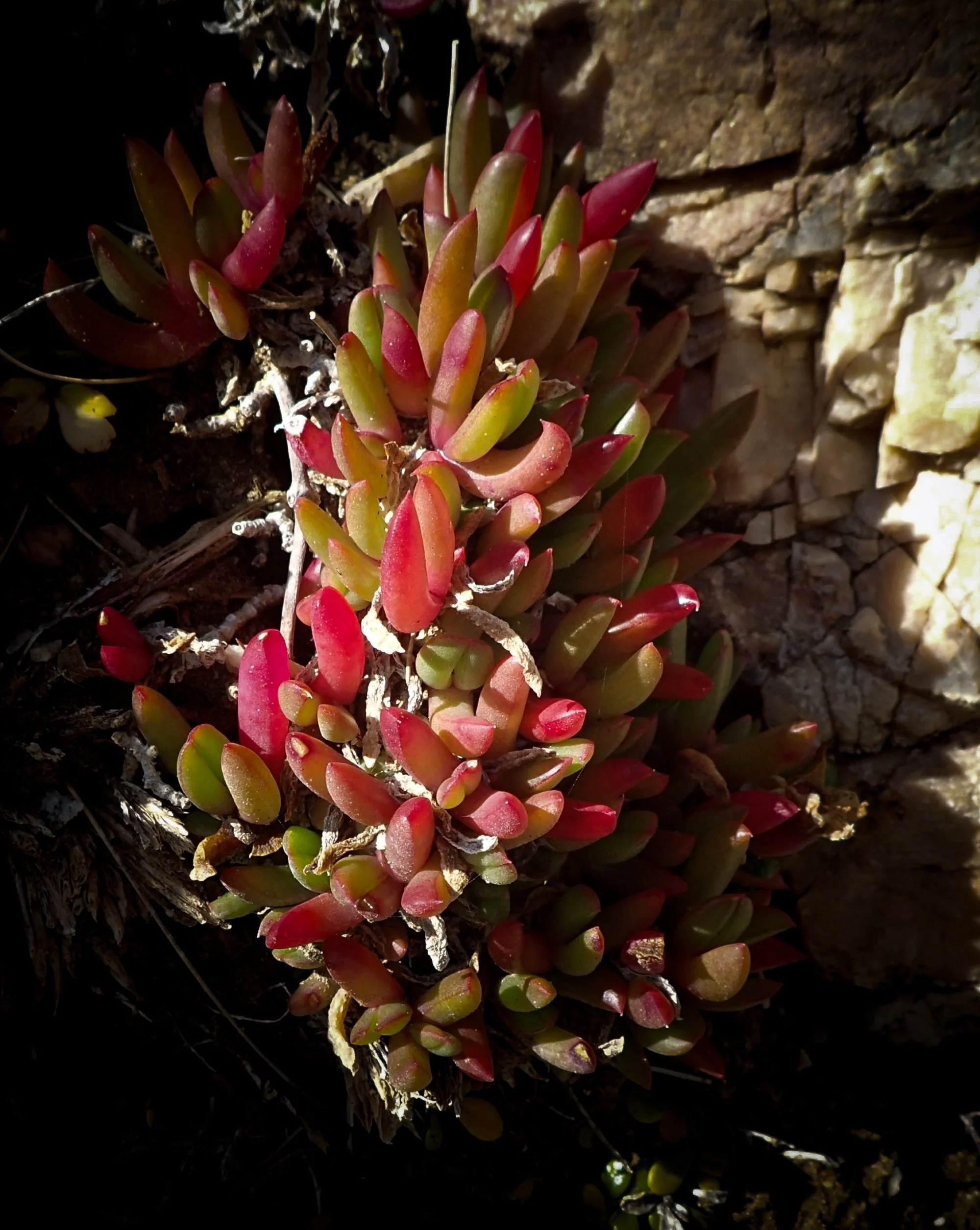 Ice Plant 