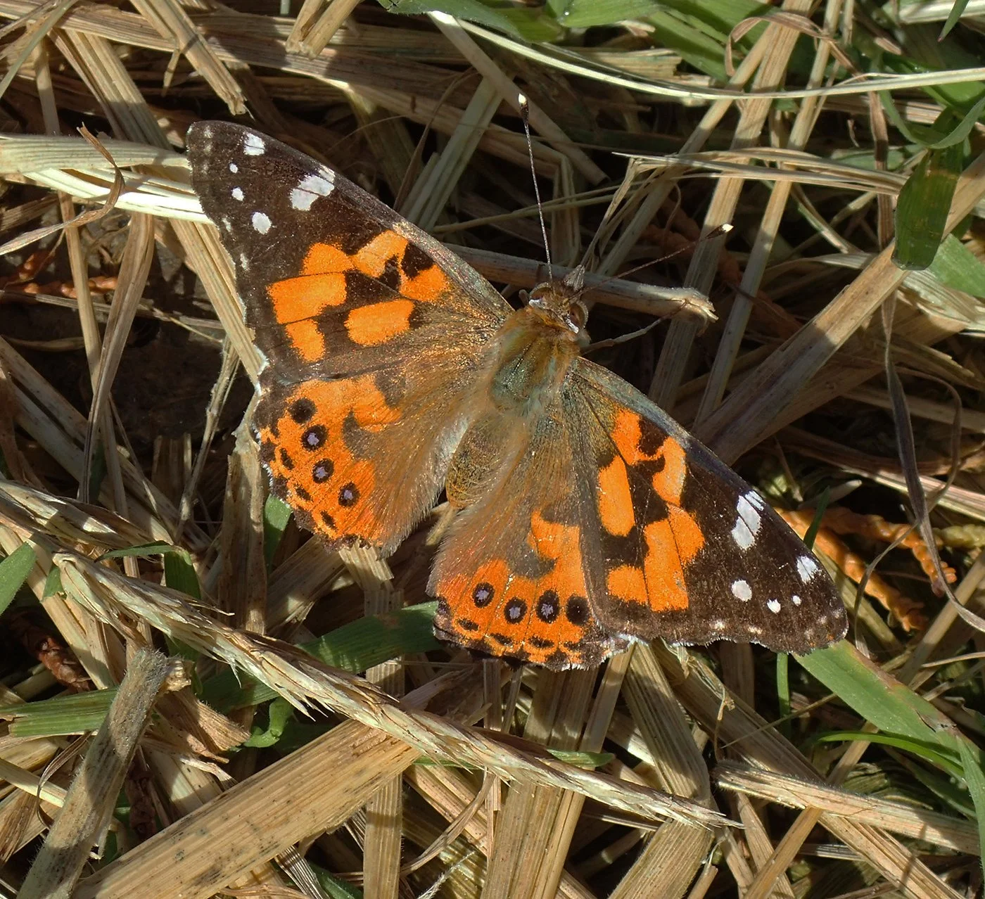 Australian Painted Lady (Perepere Para Hua)
Vanessa kershawi

The Australian Painted Lady is a self-introduced butterfly that regularly arrives in New Zealand from Australia. It is closely related to the cosmopolitan Painted Lady (Vanessa cardui), on