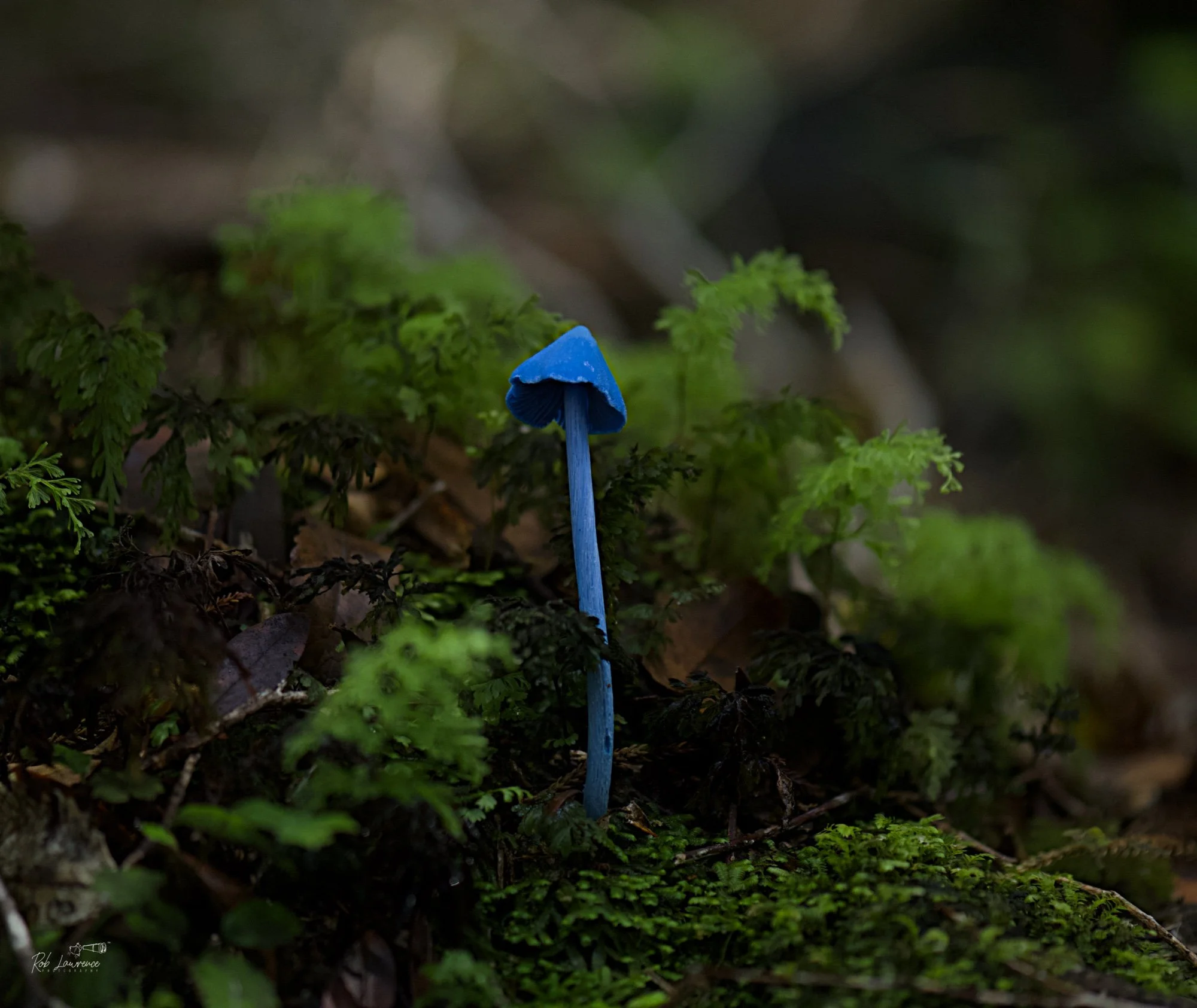 Blue pink gill.      (werewere-kokako)
Entoloma hochstetteri 
