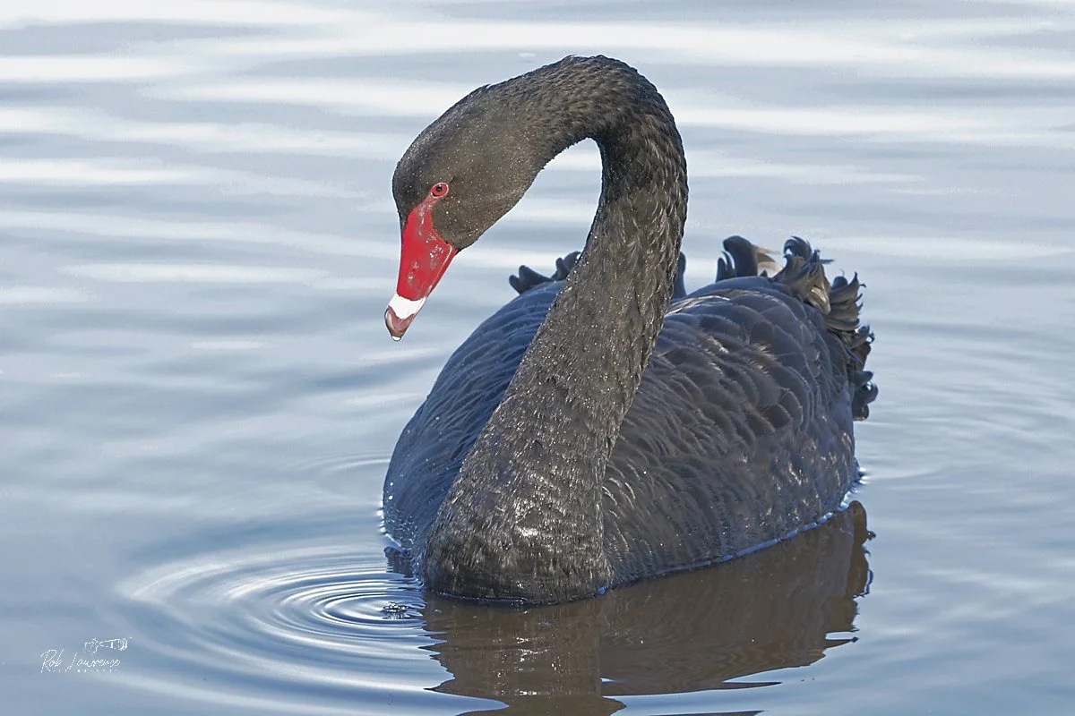 Black Swam bow.jpg