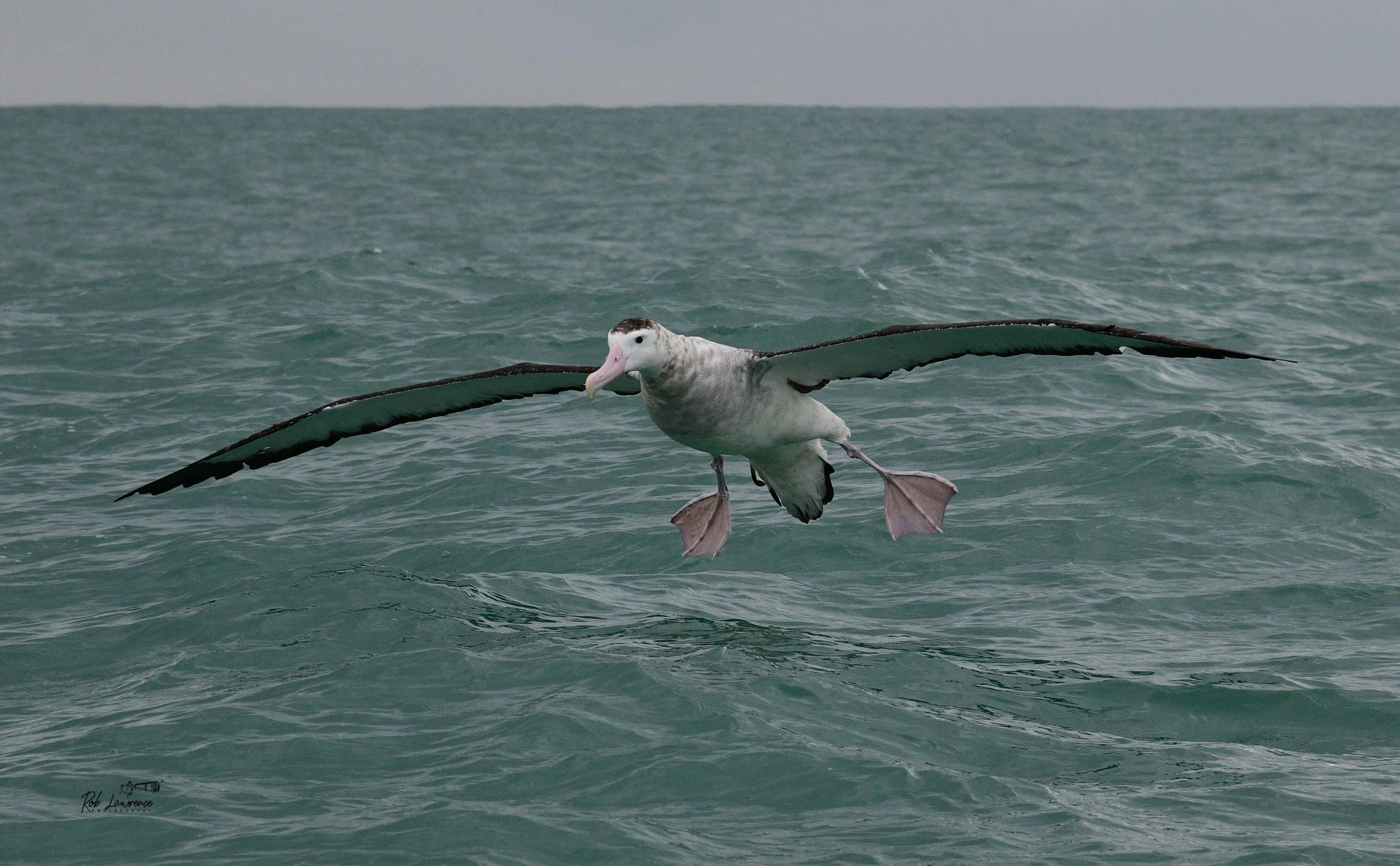 Young Antipodean (Wandering) Albatross 
(toroa)  Diomedea antipodensis
