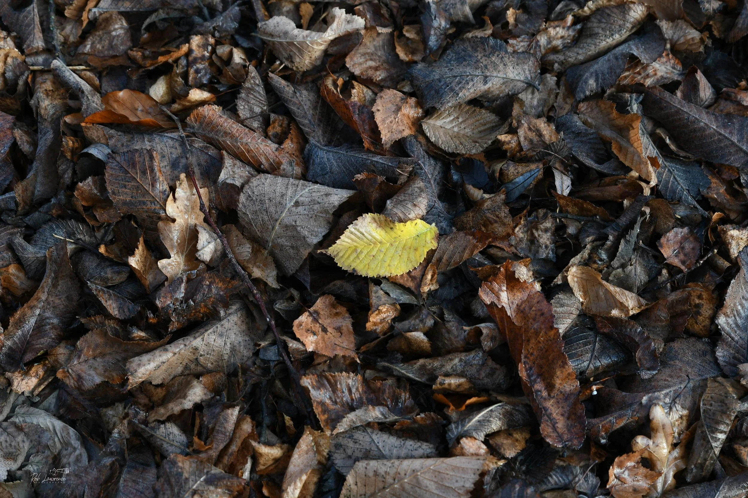 Yellowleaf DSC_6223 copy.jpg