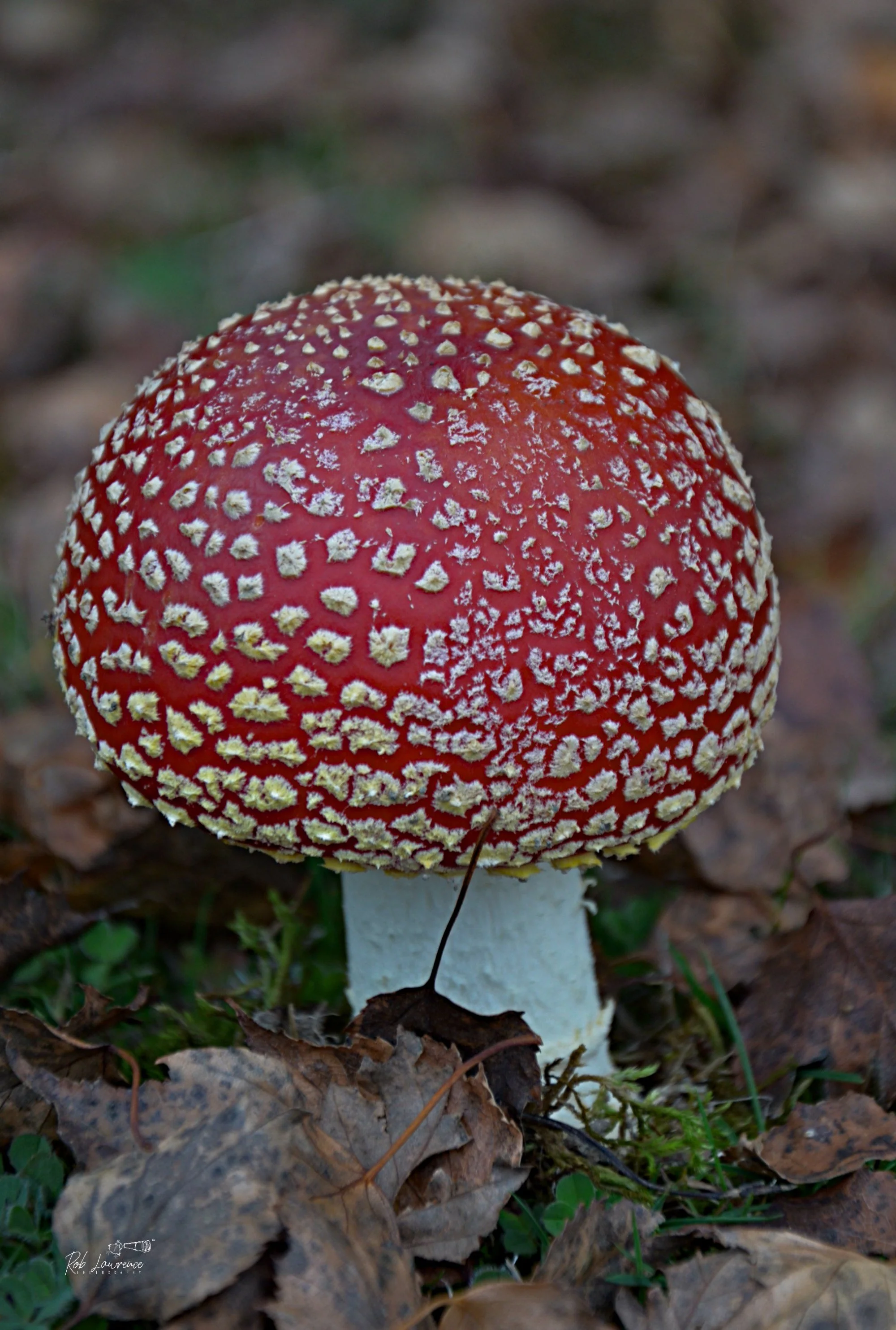 Amanita mascara
