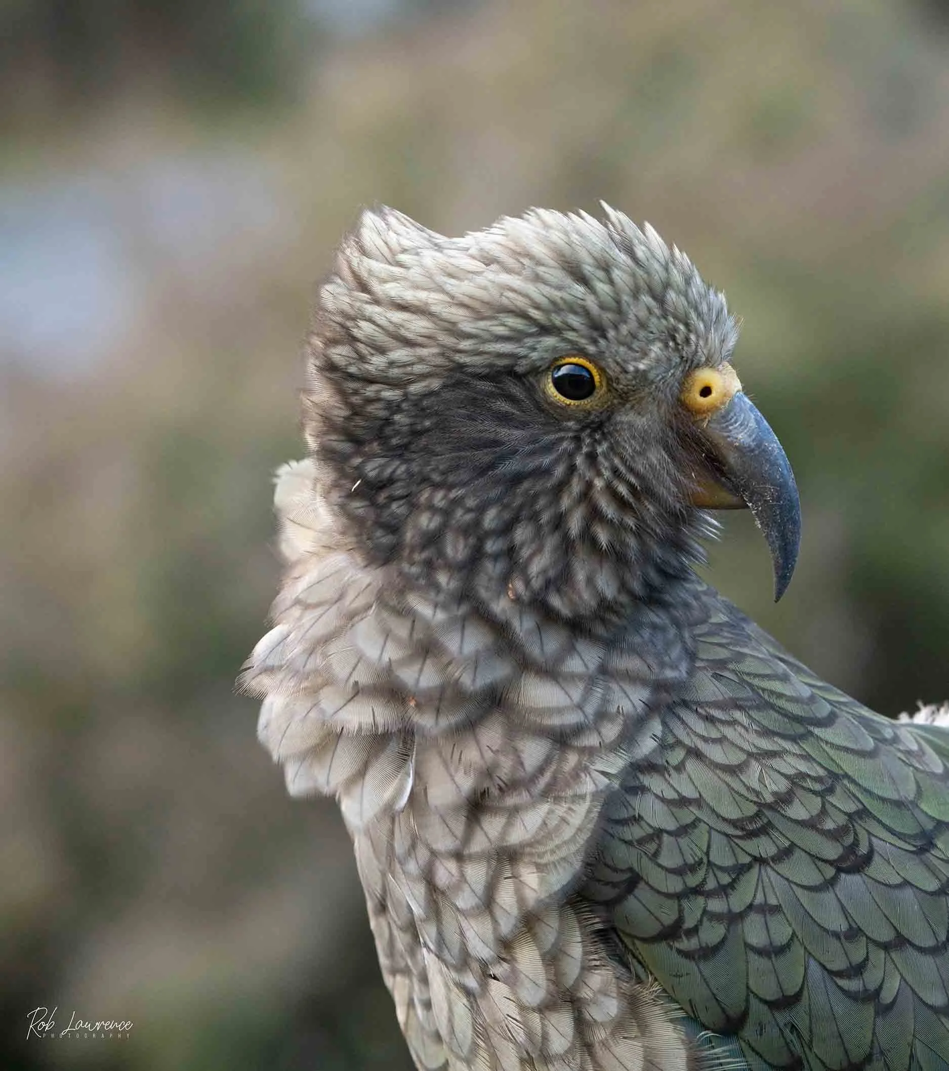 2 Keas Head -850700 s.jpg