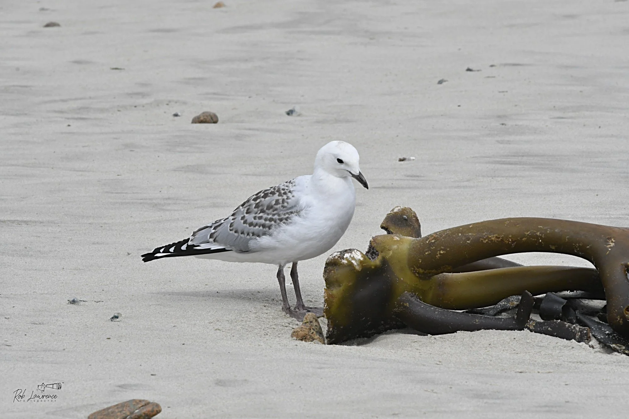 Immature Red-Billed Gull
Chroicocephalus novaehollandiae 

Investigating kelp holdfast washed ashore Mason's Bay Stewart Island.  Also known as the Silver Gull tends to occupy the coastal regions on both Islands.  Immature bird such as this one can b