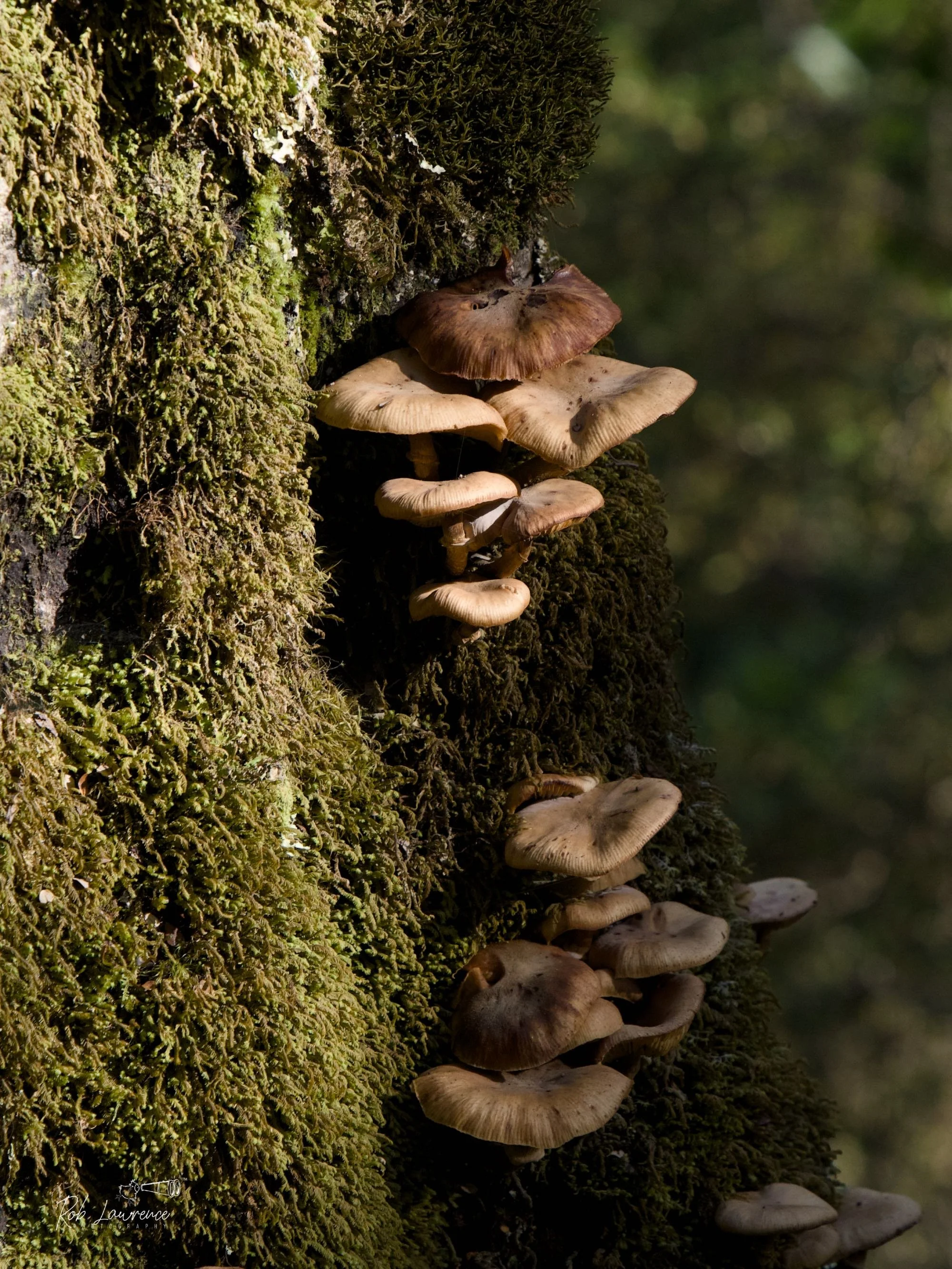 Giant Flamecap 
Gymnopilus junonius 