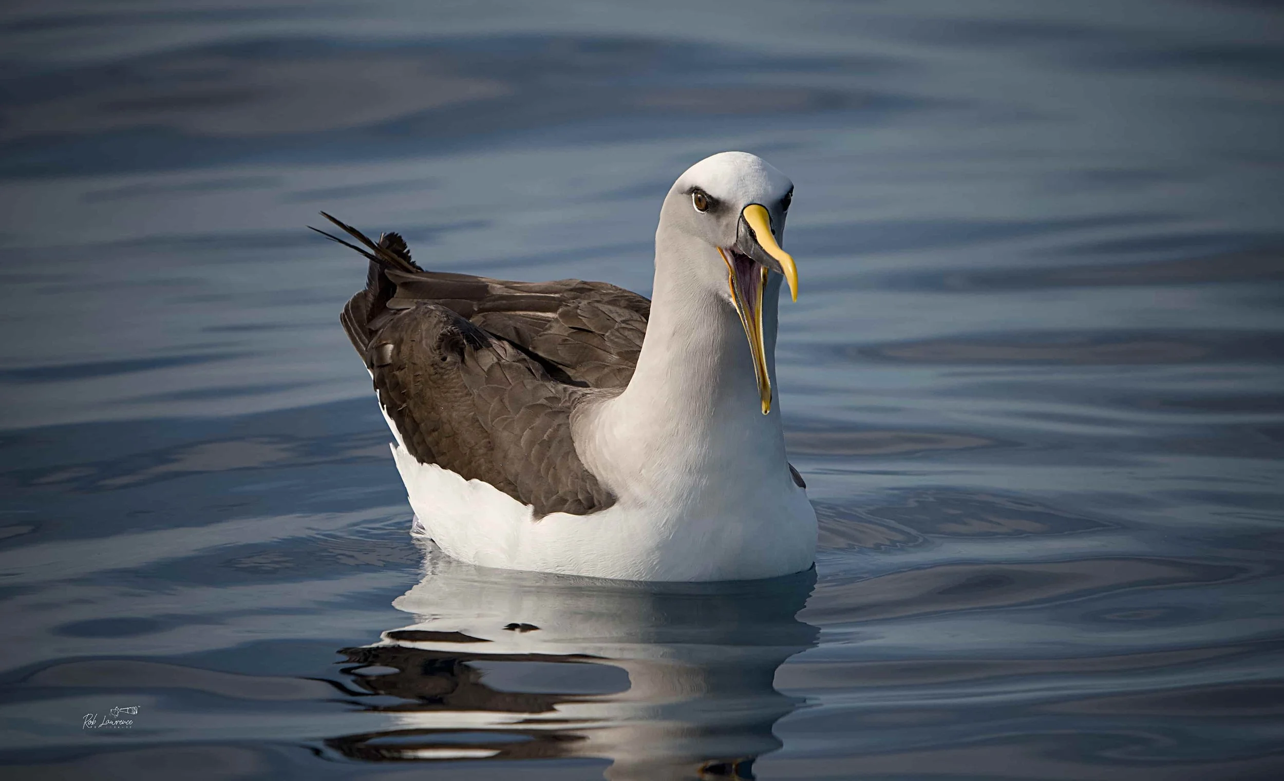 Buller's Mollymawk 
 Thalassarche bulleri 

Buller's mollymawk is one of the most abundant and smallest albatross species found in New Zealand waters, occurring from Cook Strait southwards. It is easily recognised by its striking black-and-white plum