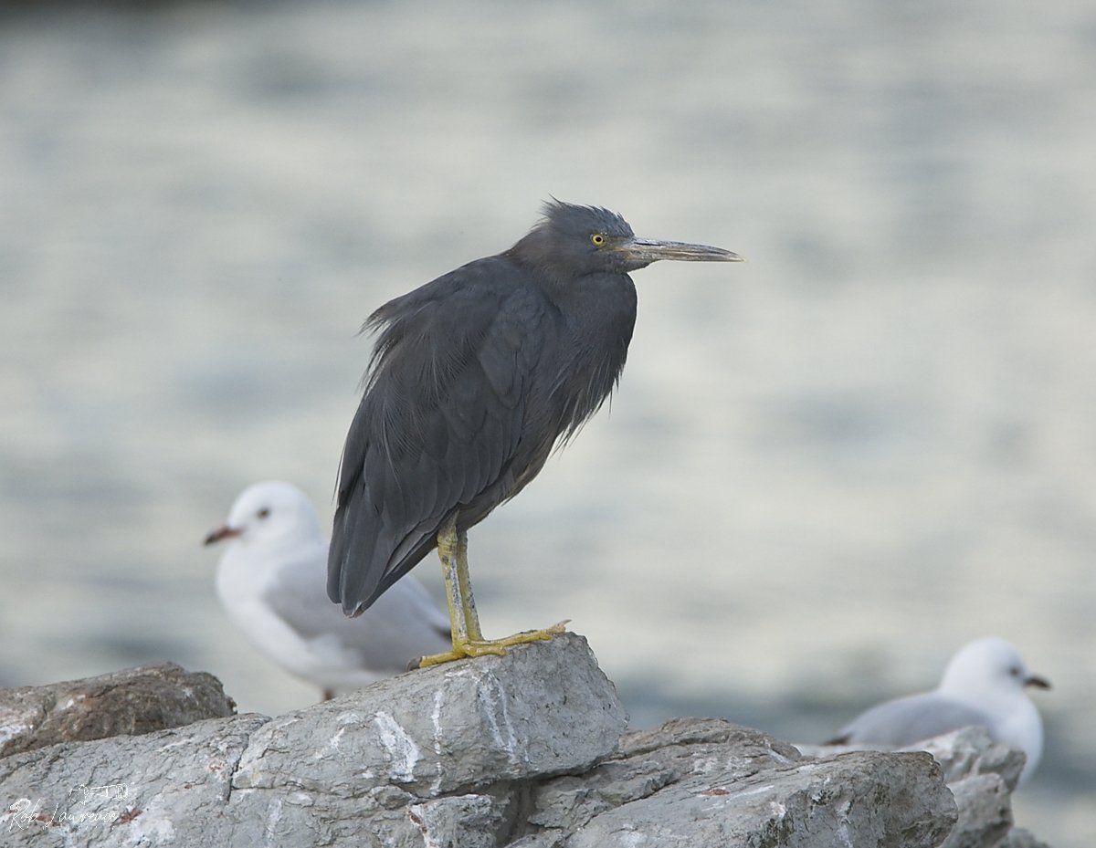 Easter Reef Heron  (mataku moana)
Egretta sacra