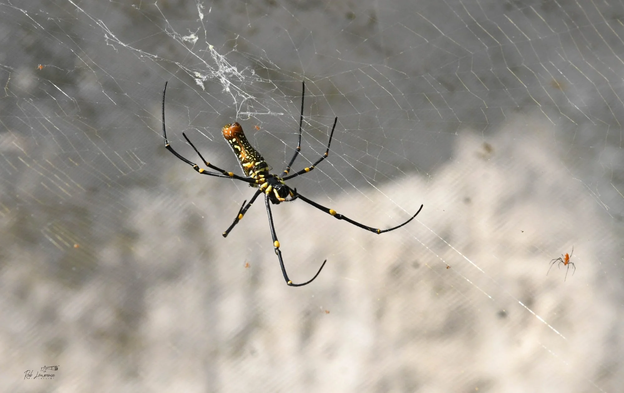 Golden Old Spider   Ventral side 
Nephila exults

Australian origins.  They can sail on the wind when young by putting out a strand of thread so the wind will catch it.  Human consume the larger females roasted in tropical countries
