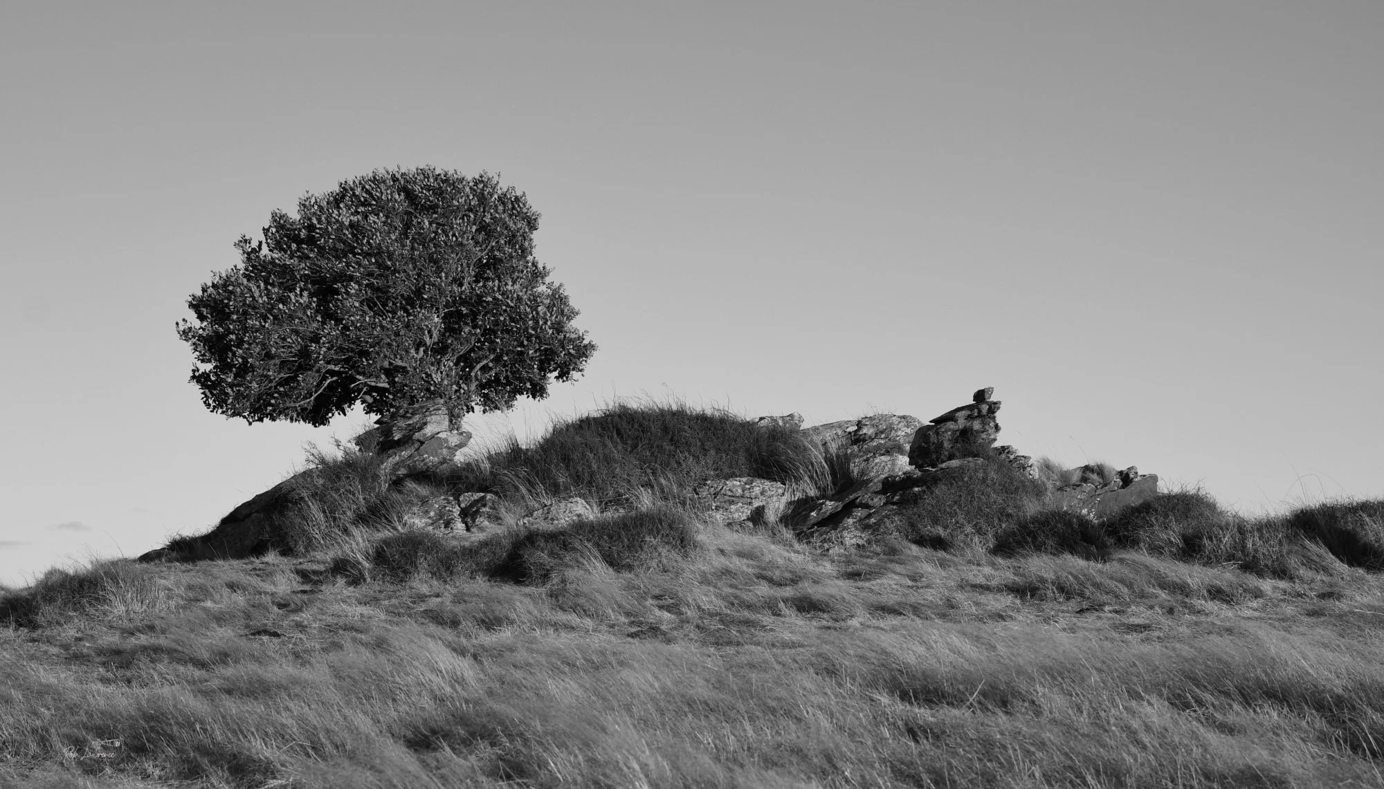 Trees are remarkable subjects in landscape photography.  When transformed into Black and White they present different details,  tones,  and textures 