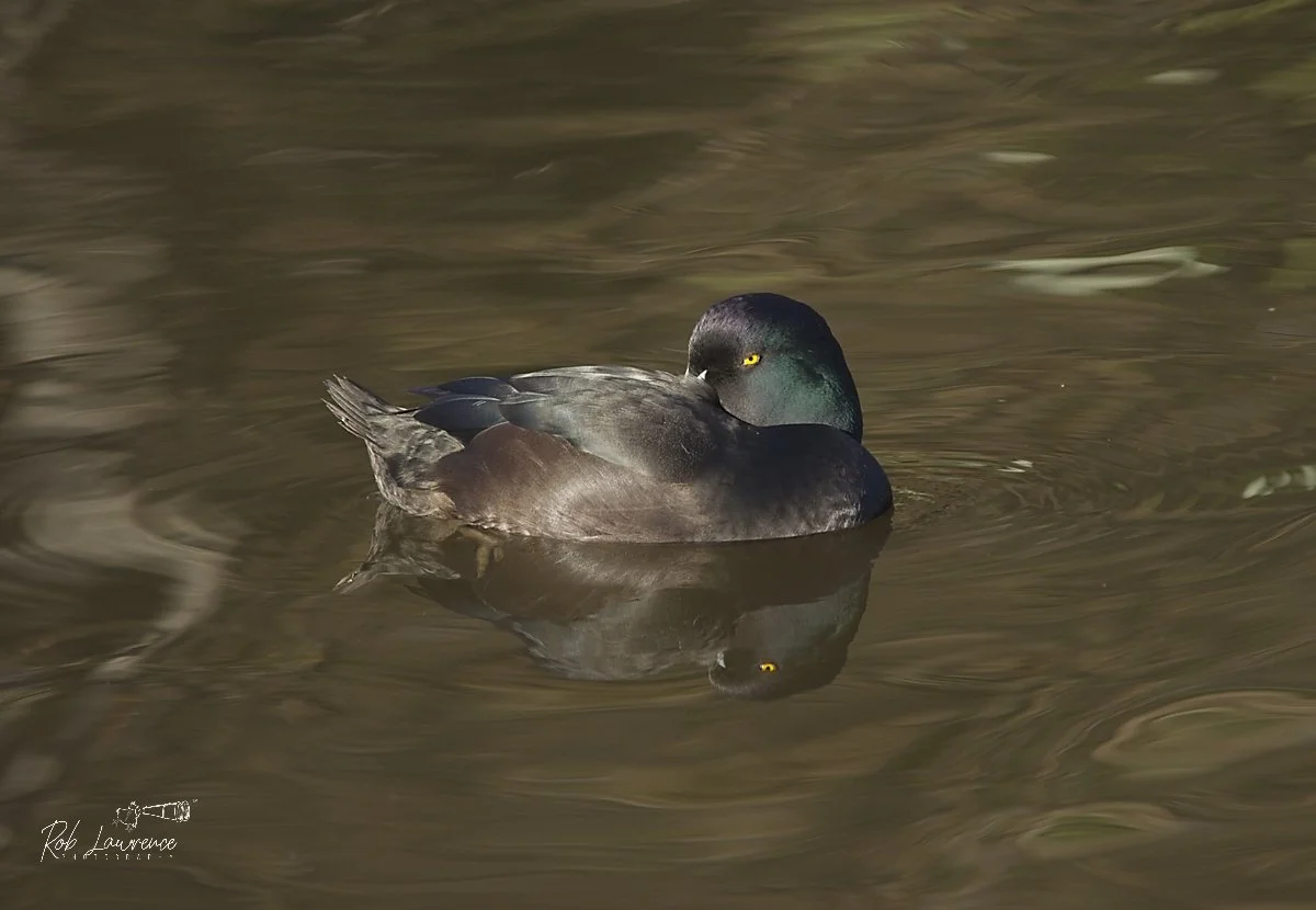 New Zeland Scaup .jpg
