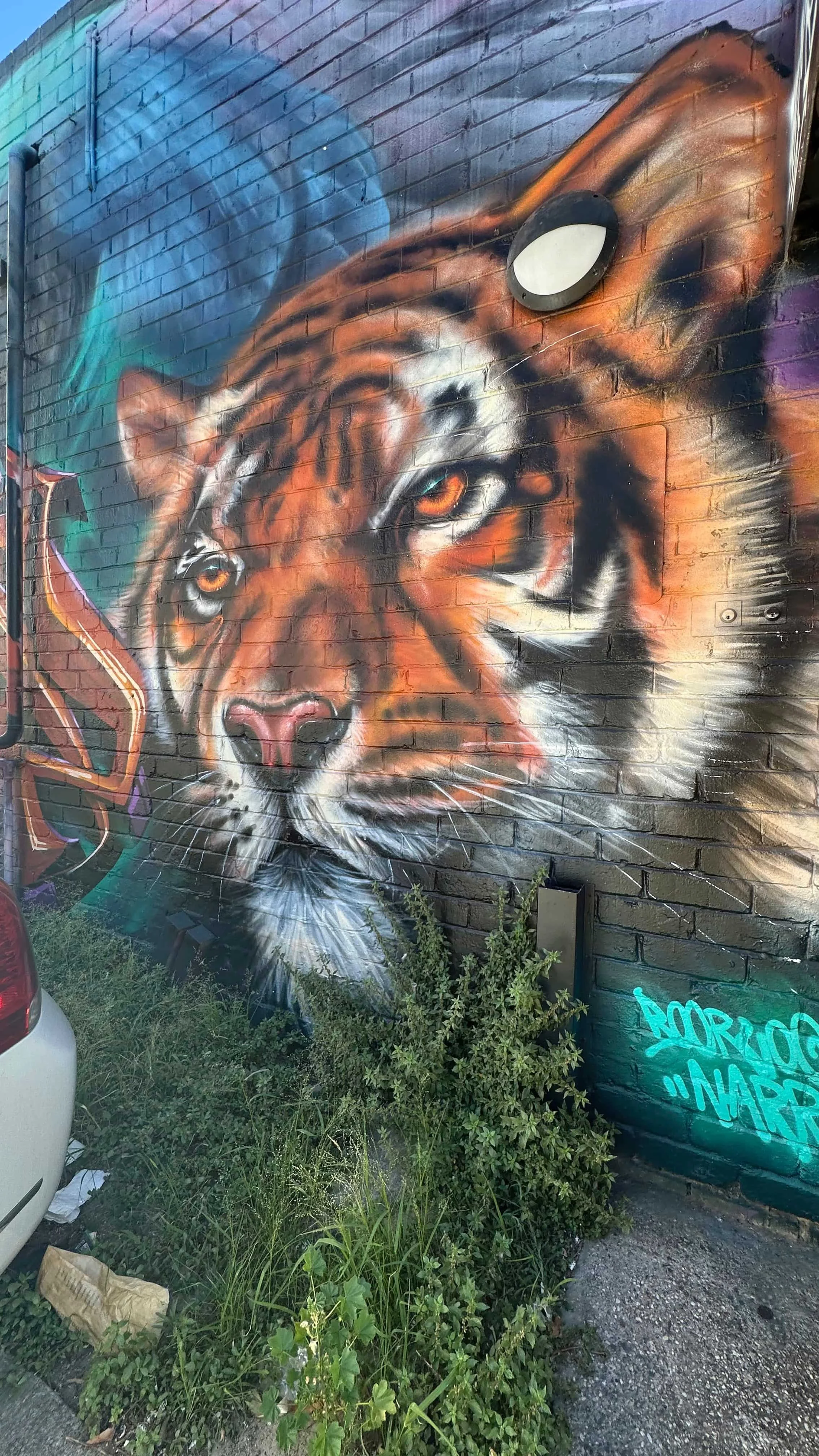 Tiger.jpg