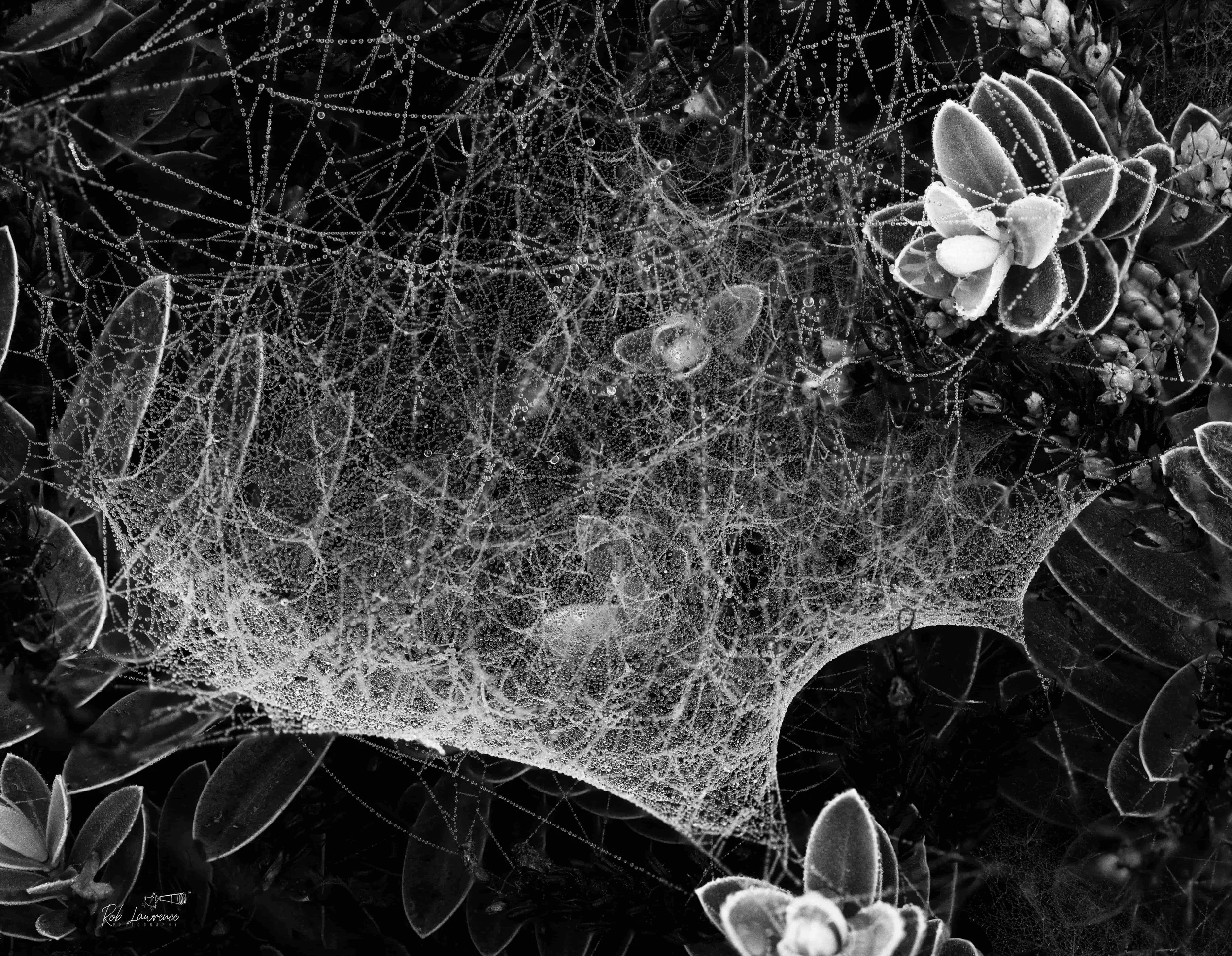 Spider dew.jpg