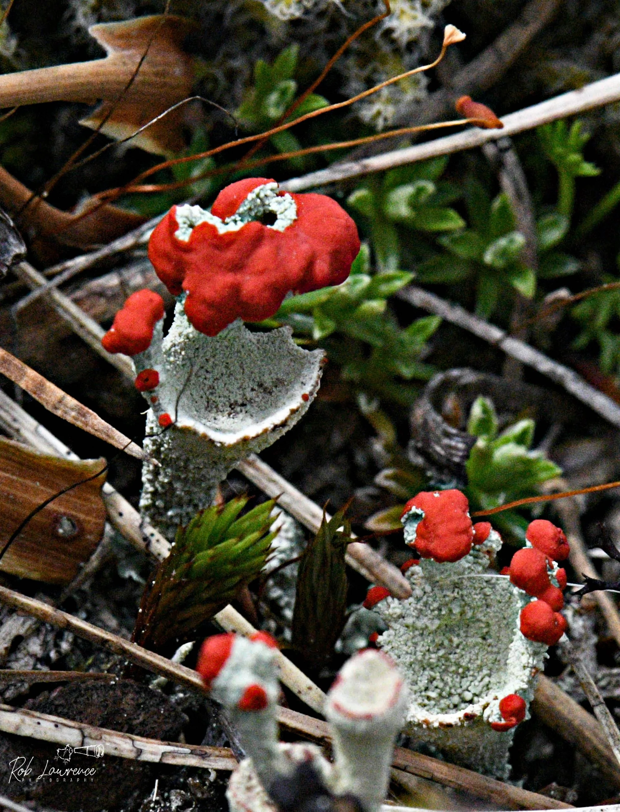  Scarlet Pixie Cup
Cladonia coccifera The contrast between the scarlet apothecia and pale cups makes these one of the most striking lichens in New Zealand.