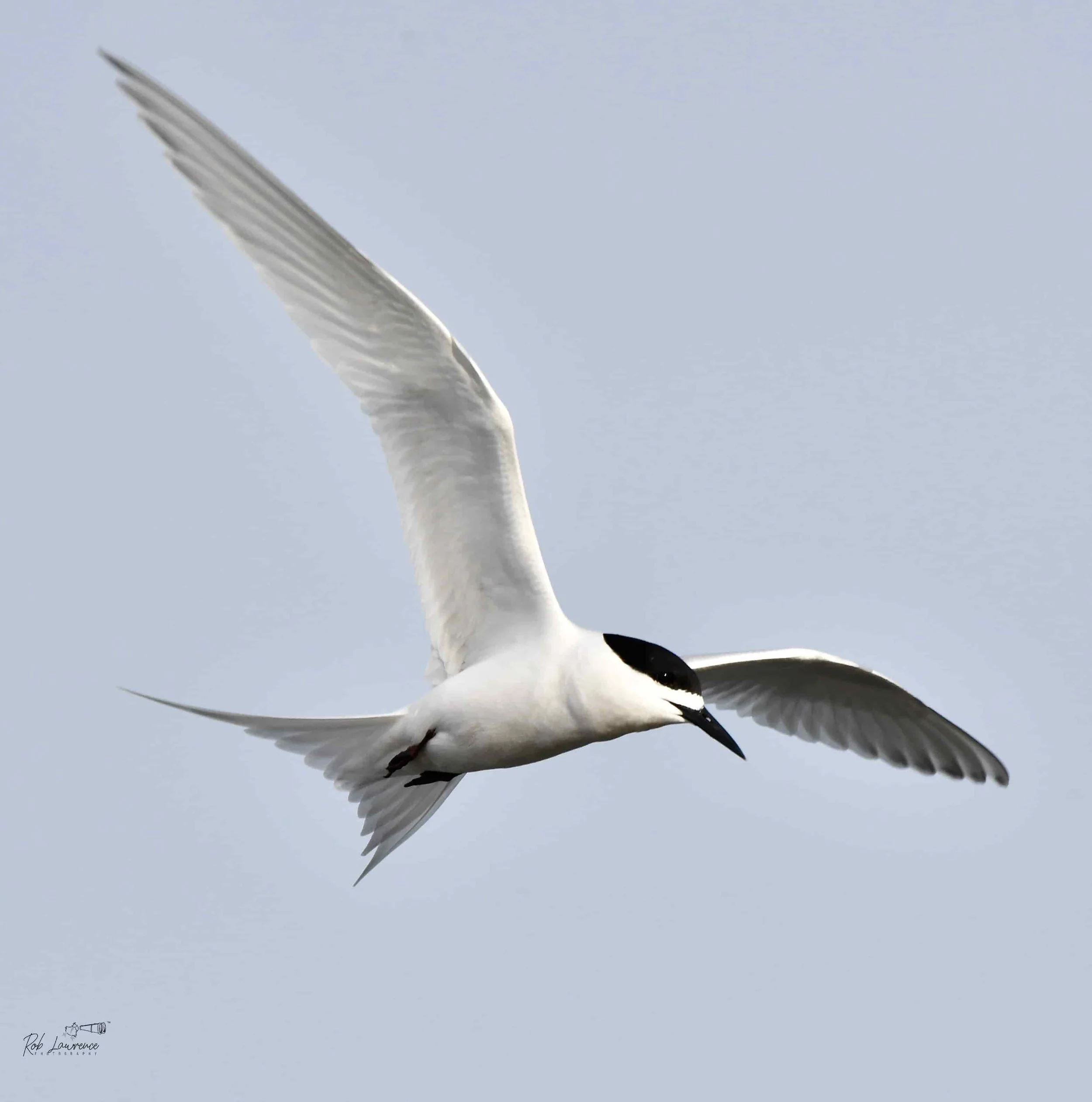 White-Fronted Tern  (tara)
Sternula striata