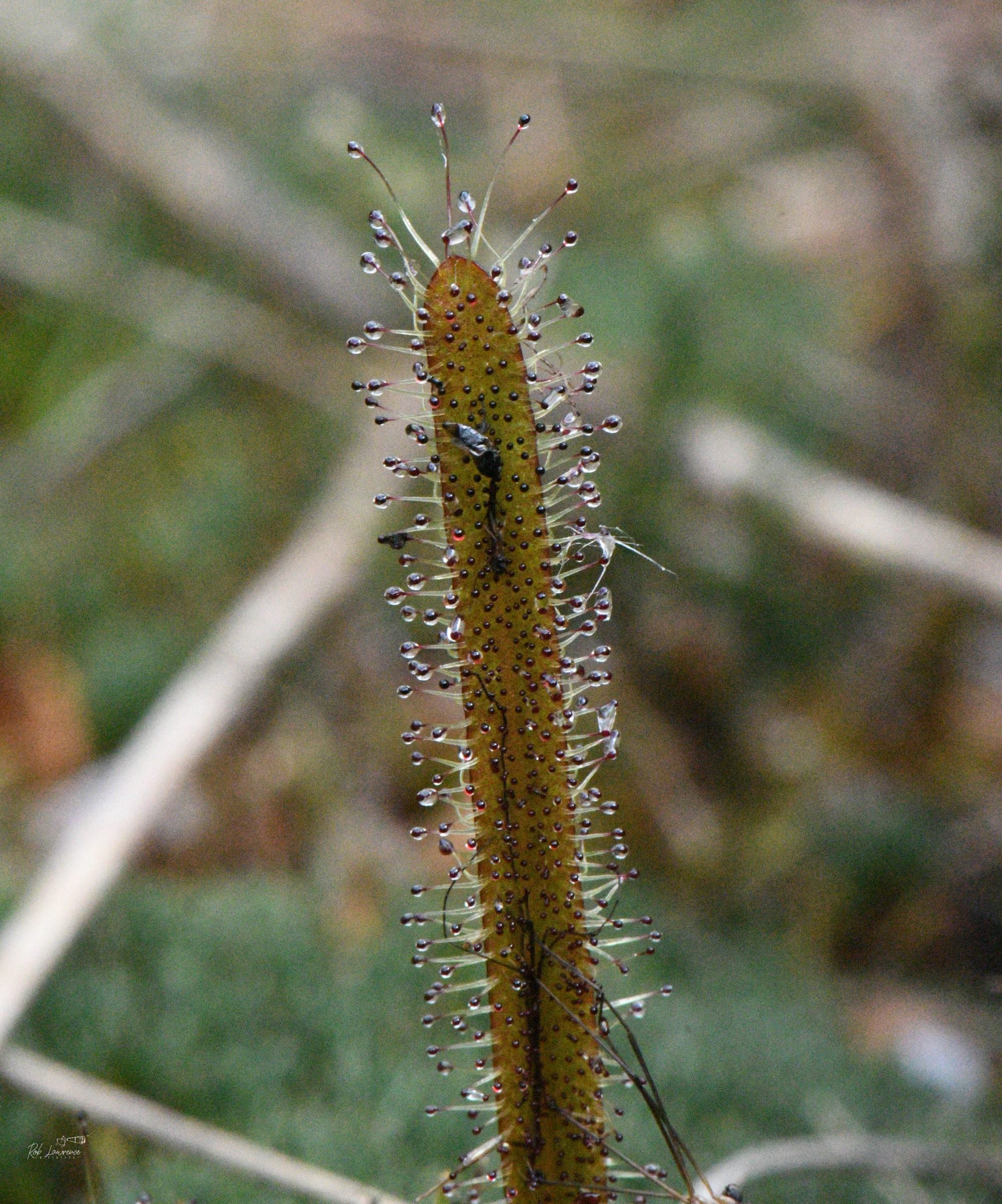 Sundew  (Drosera)   
Carnivorous plants are those that derive some or most of their nutrients by trapping and consuming animals such as insects or other arthropods.
There are 16 genera of carnivorous plants found worldwide but New Zealand has only na