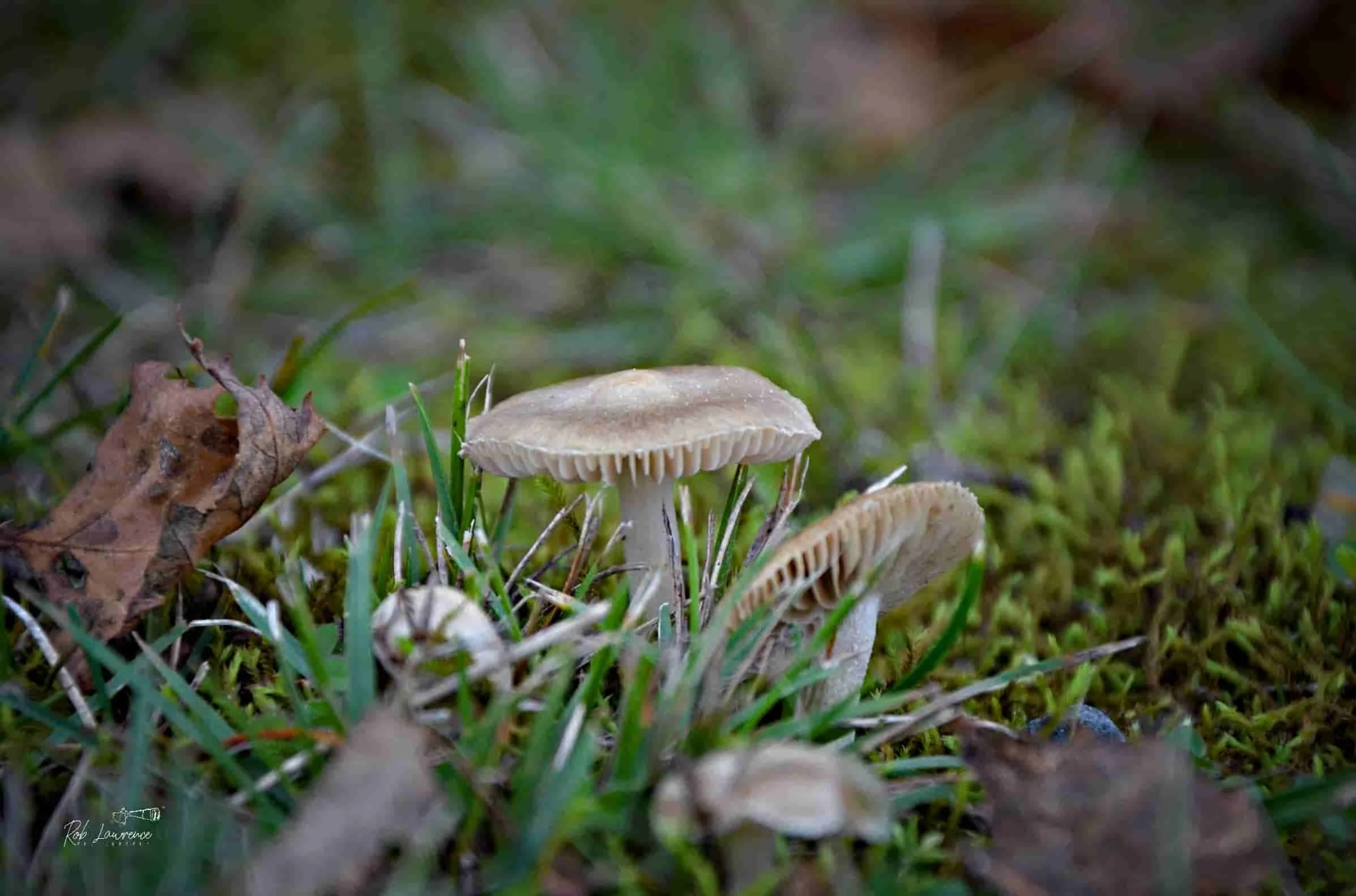 DSC_0234.jpg