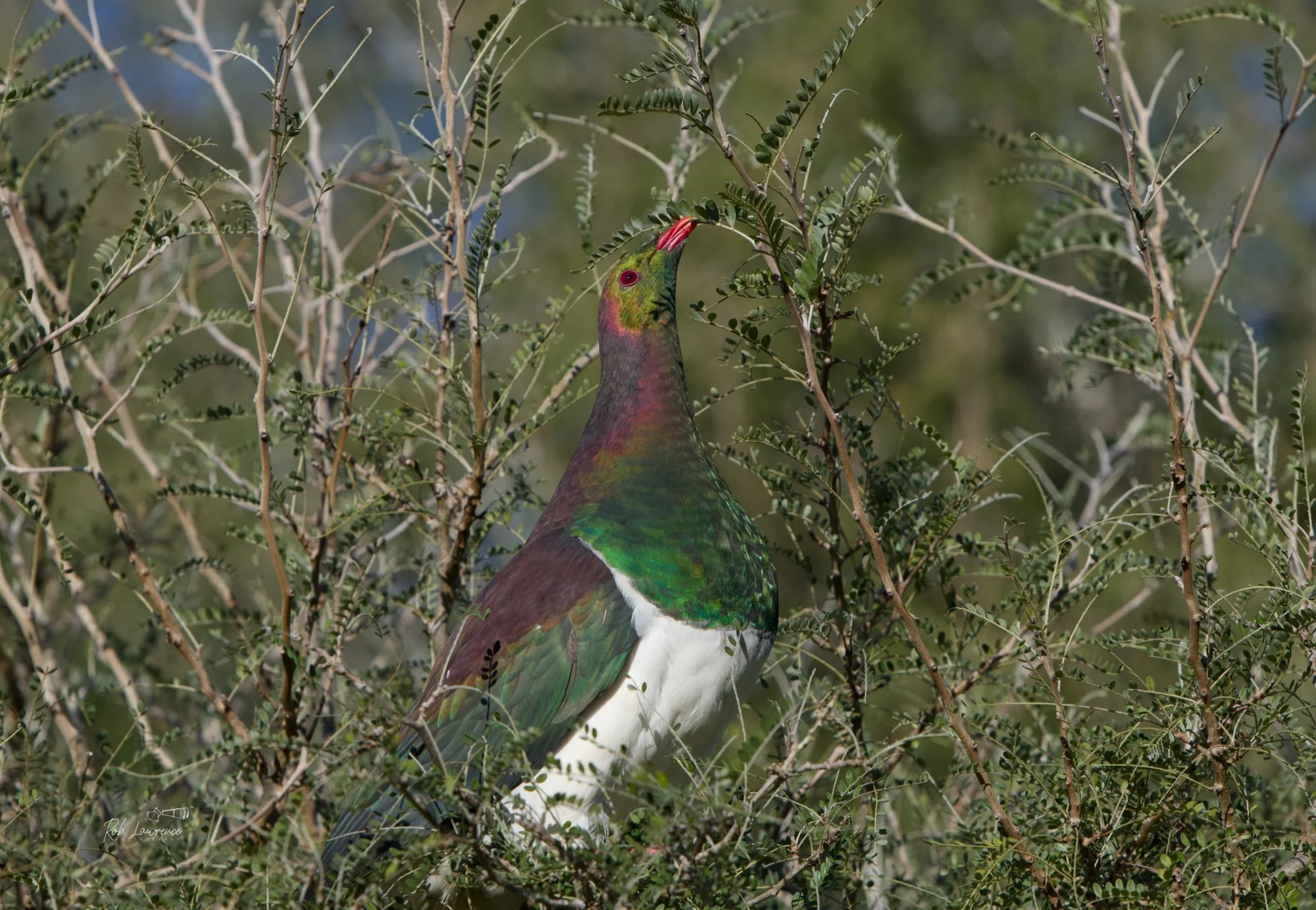 New Zealand Pigeon  (kererū)
Hemiphaga novaeseelandiae

Hugely important in the regeneration of native forests, kererū are the only birds large enough to eat the large fruits of trees such as miro, tawa and pūriri and disperse their seed