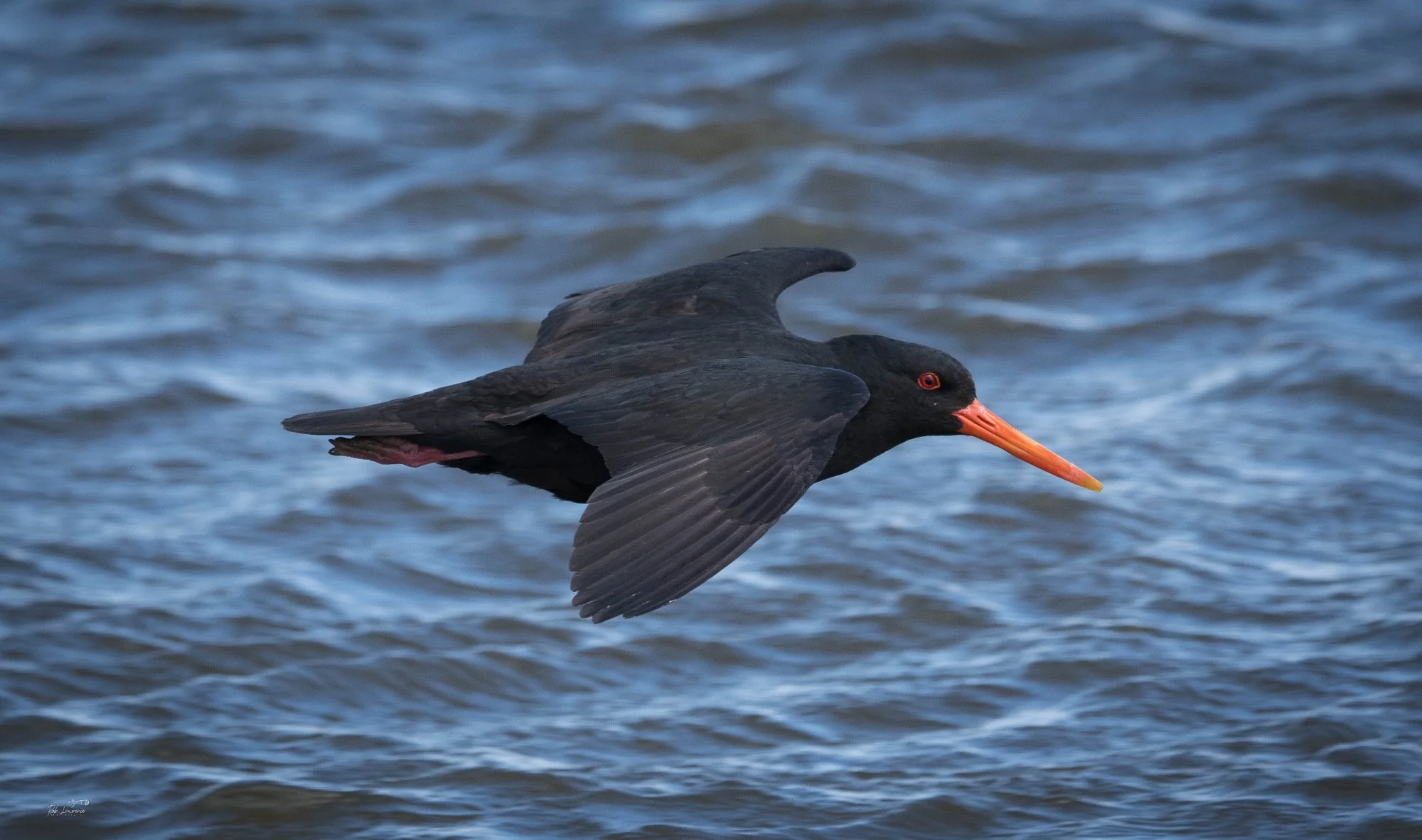 Black Oystrercatcher .jpg