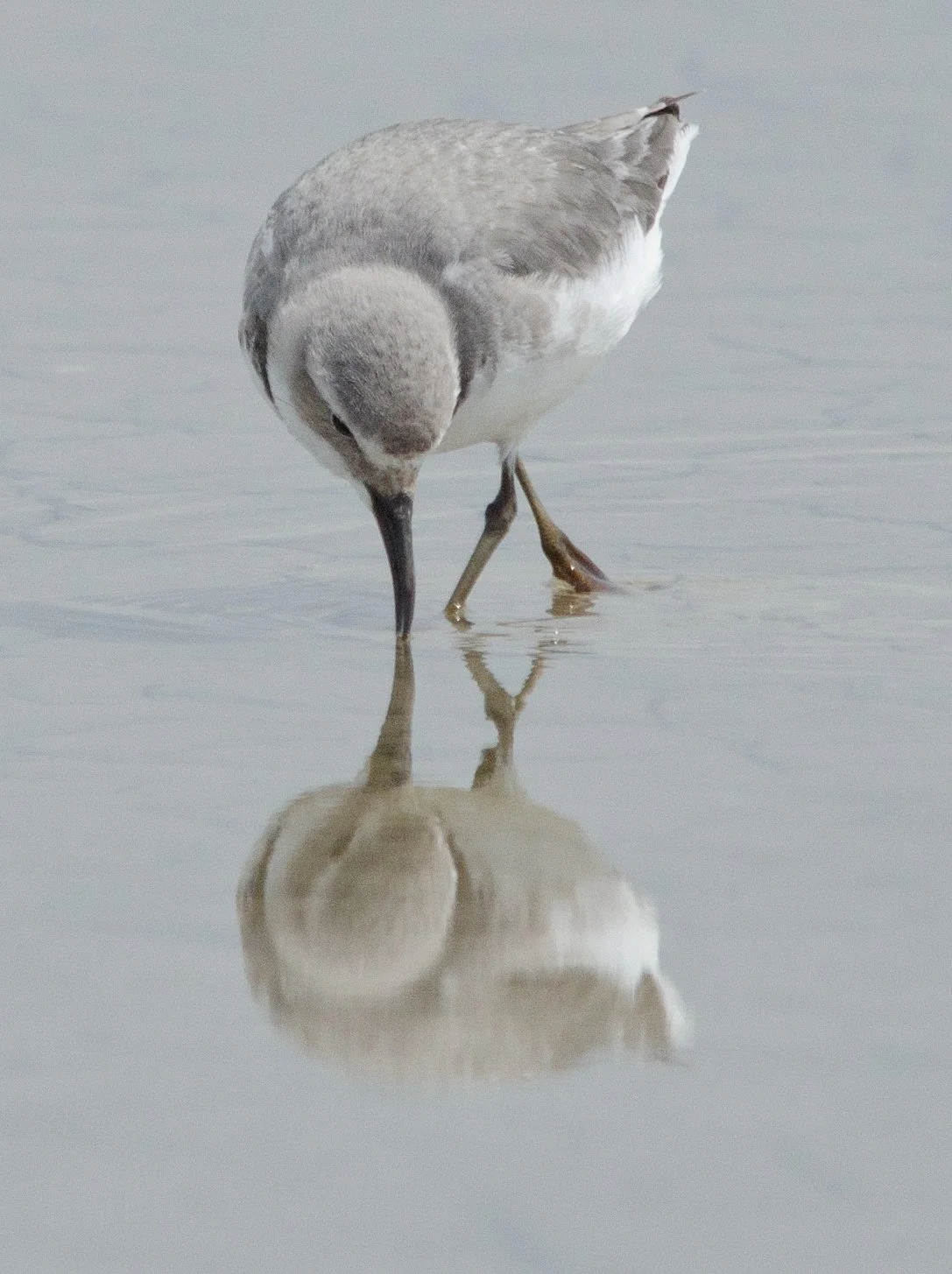 A bird with gray and white feathers wading in shallow water, its beak touching the water's surface, and its reflection visible.