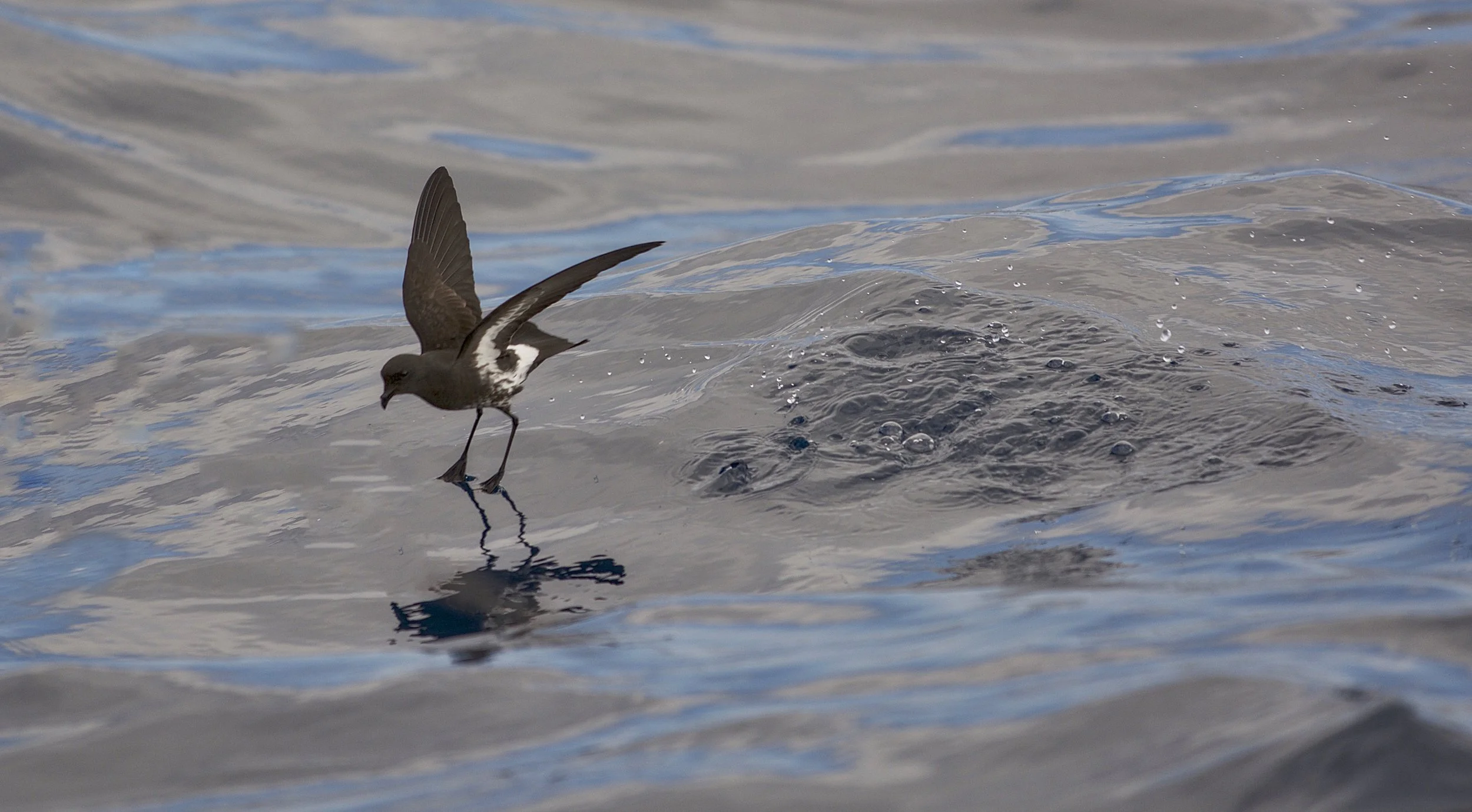 New Zealand Storm Petrel
Fregetta maoriana

Bay of Islands 