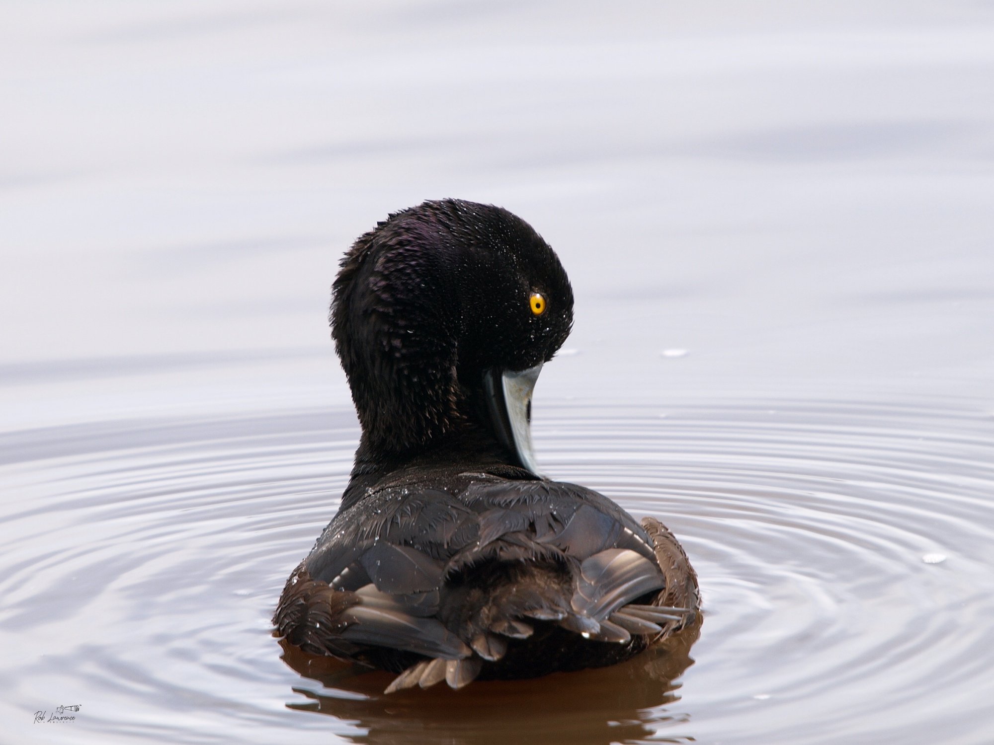 Scaup.jpg