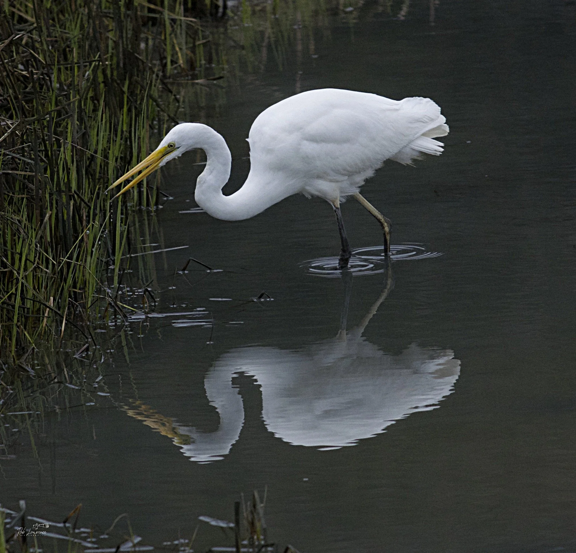 White Heron 