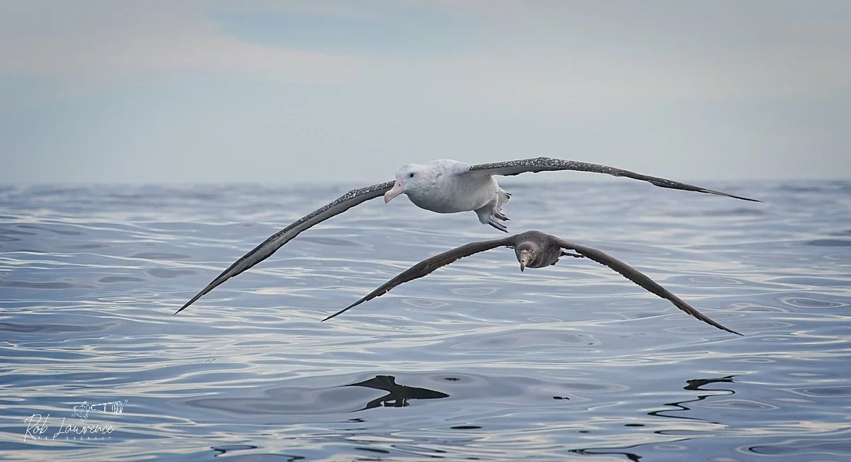 Wandering Albatross and Giant Petrel off Kaikoura