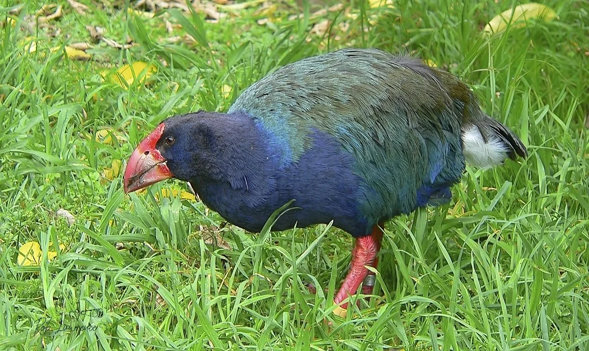Takahē