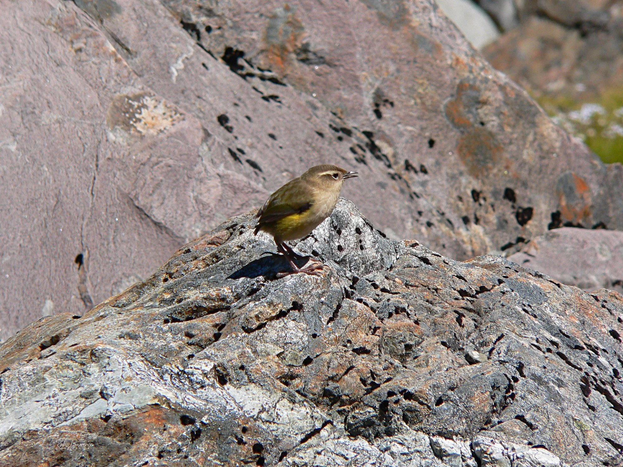 Rock Wren 