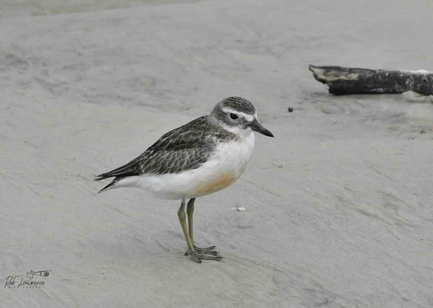 NZ Dotterel (southern).jpg