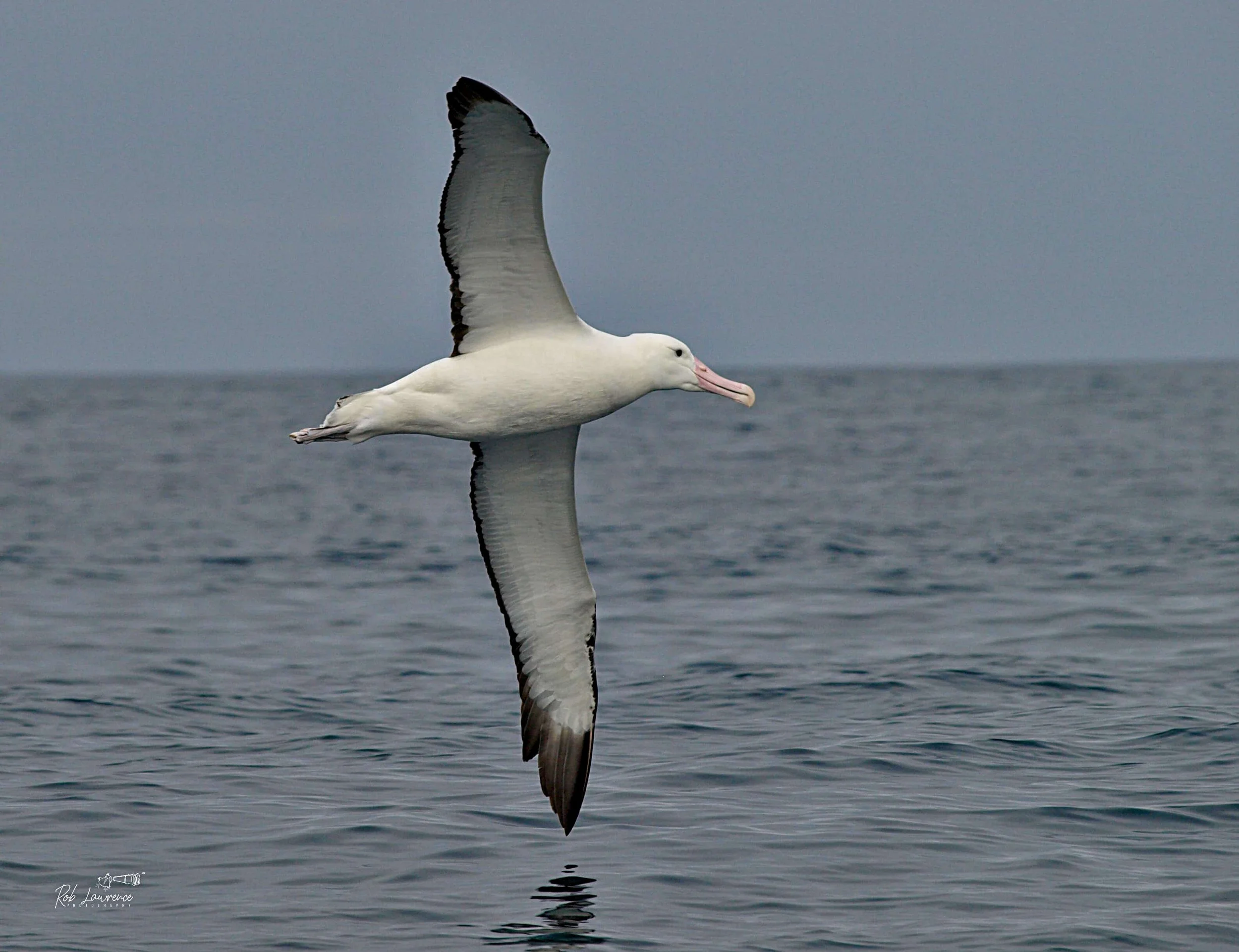 Southern Royal Albatross (toroa) 
Diomedea epomophora