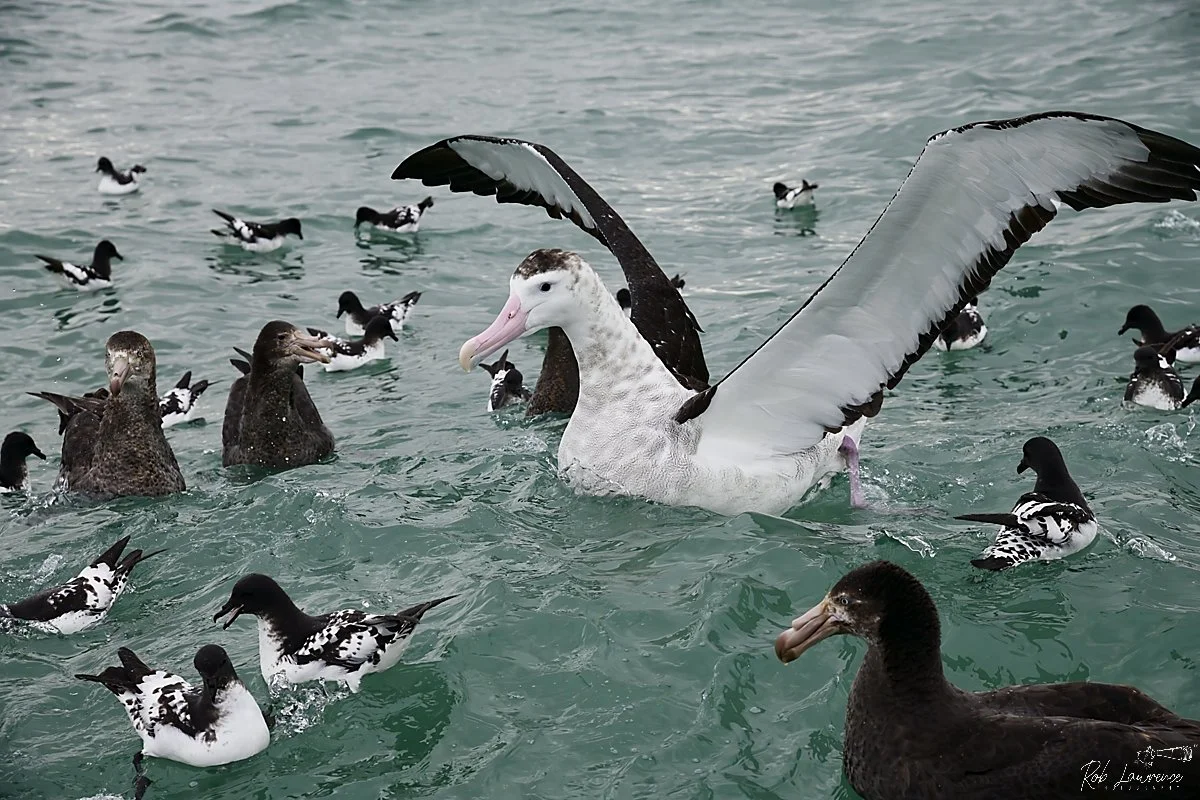 The Kaikoura  neighbourhood  
Wandering Albatross
Giant Petrel
Cape Petrel 