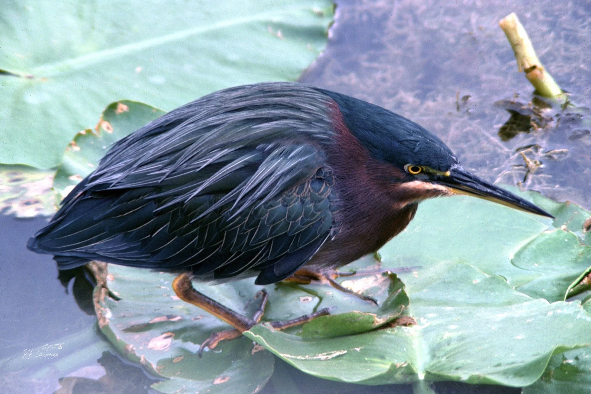Green Heron 
Butorides striatus

Everglades National Park Florida 