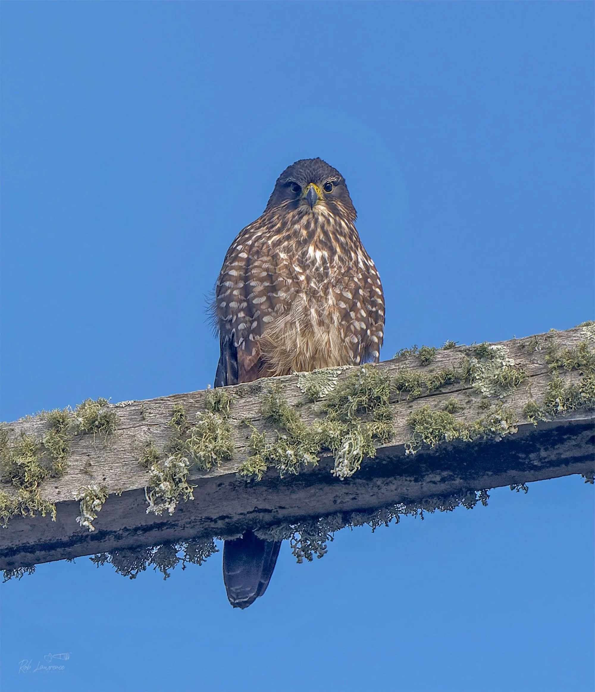 New Zealand Falcon (kārearea)
Falco novaeseelandiae

This bird was photographed in the Mt White Area.  Perfectly adapted for hunting through New Zealand's native forests, the kārearea is also found in more open habitats such as tussock grasslands and