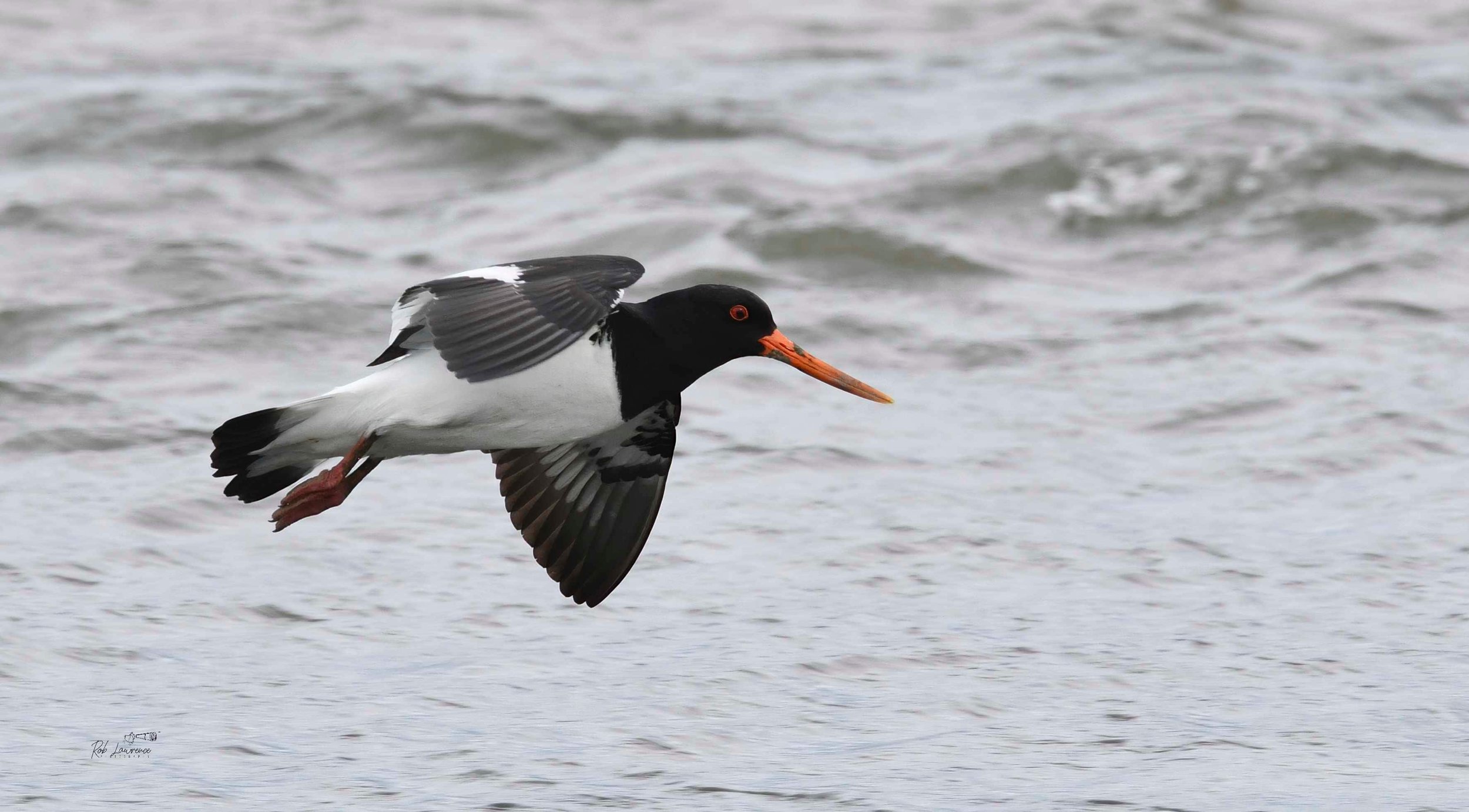 South Island Oystercatcher .jpg