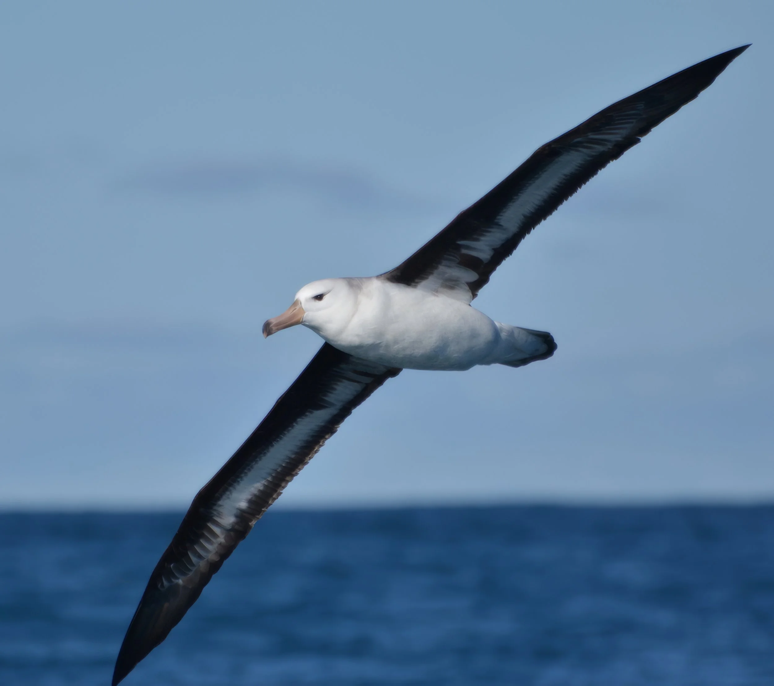 Black-browed MollyMawk  (toroa)
Thalassarche melanophris
