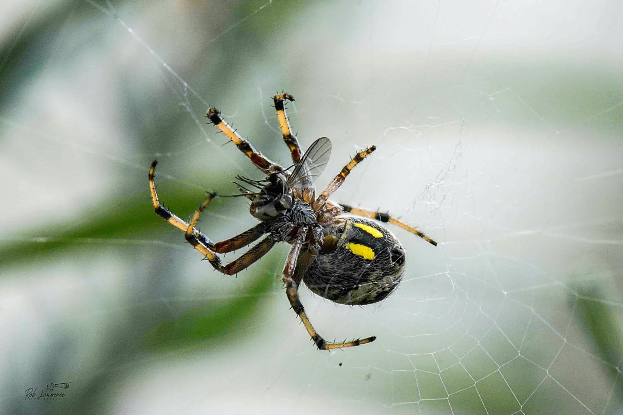 Garden Orb spider with fly 
Eriophora puuatulosa

the most common spider in Nz Migrated fro. Australia. Nocturnal in activities.
