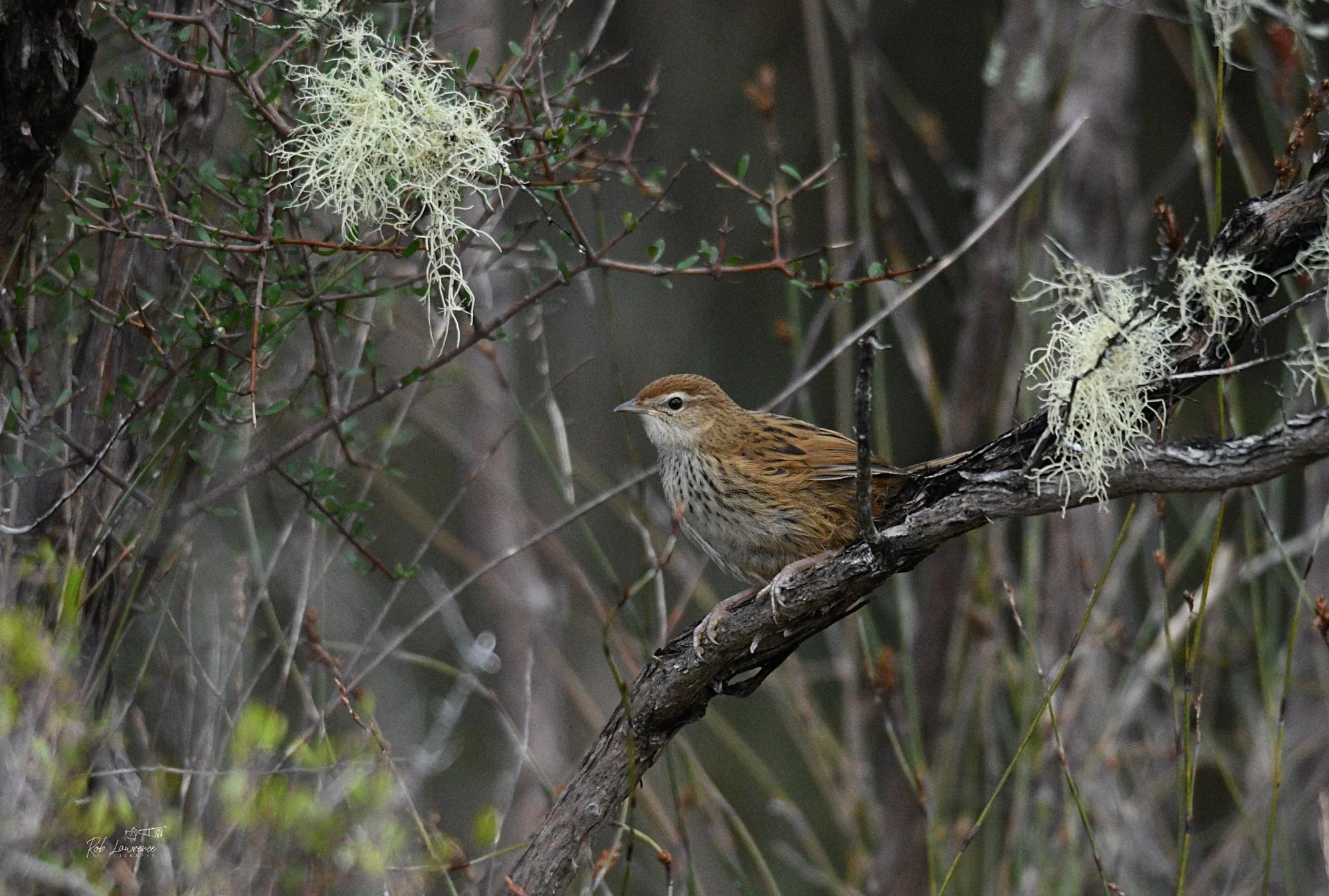 South Island Fernbird 