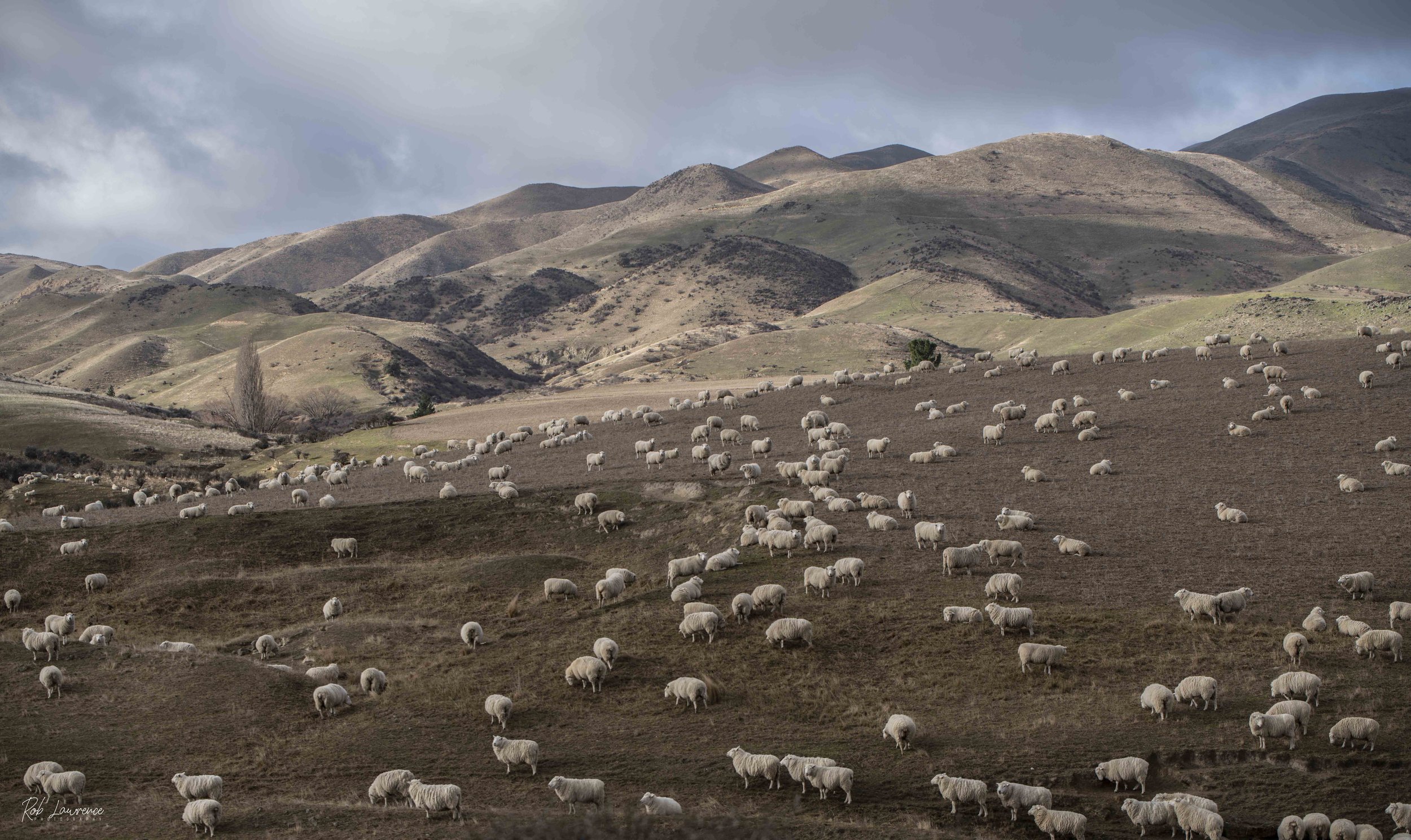 Merino Hills Otago