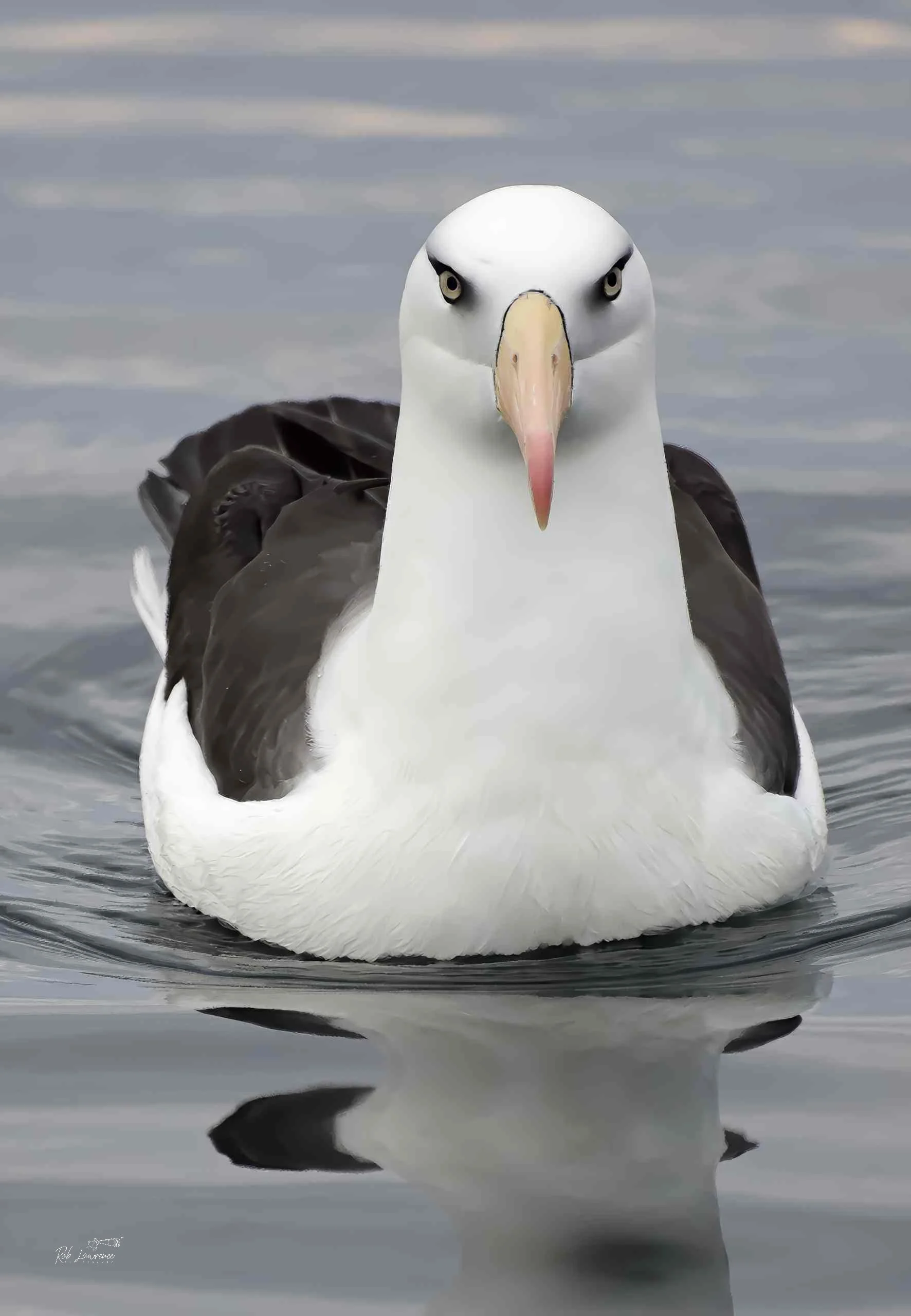 Campbell Island Mollymawk
 Thakassarche impavida
The Campbell black-browed mollymawk is my favourite small albatross. It is characterised by its all-yellow to orange bill, pure white body, and distinctive black triangle around each eye, giving the bi