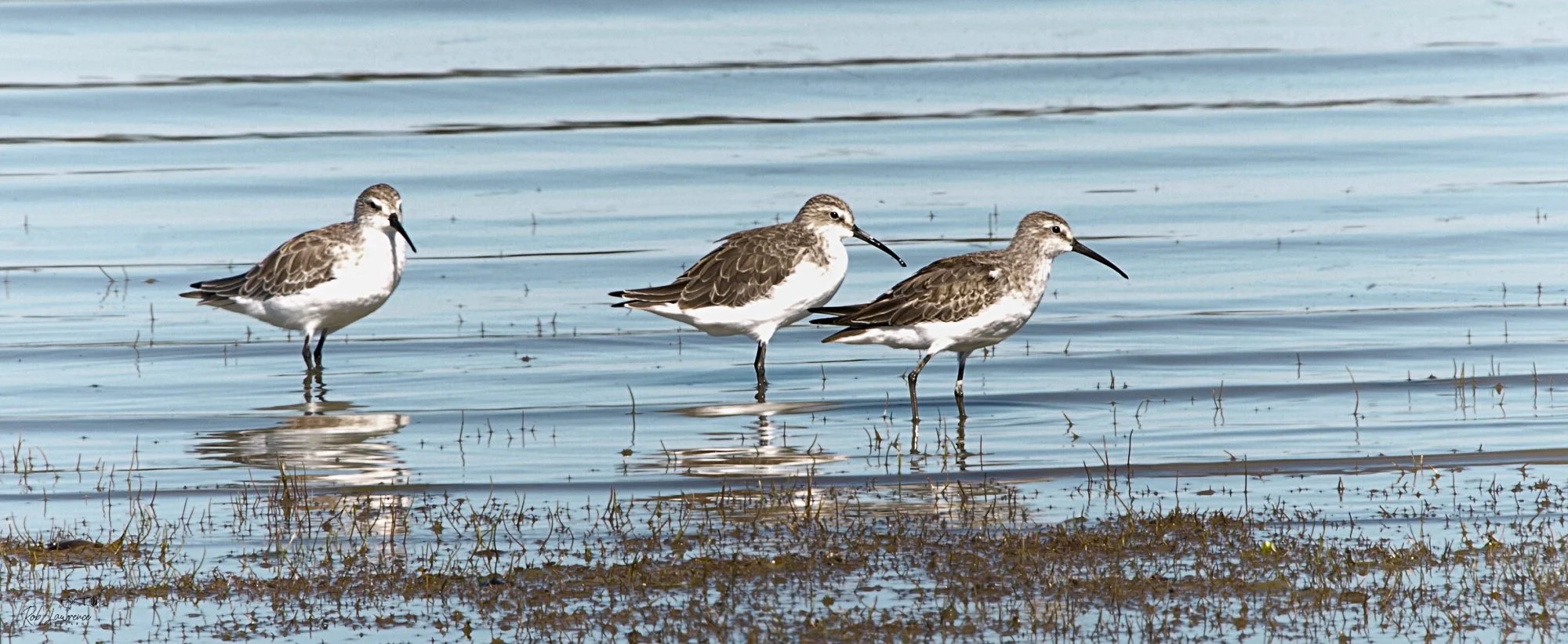 Curlew Sandspiper 