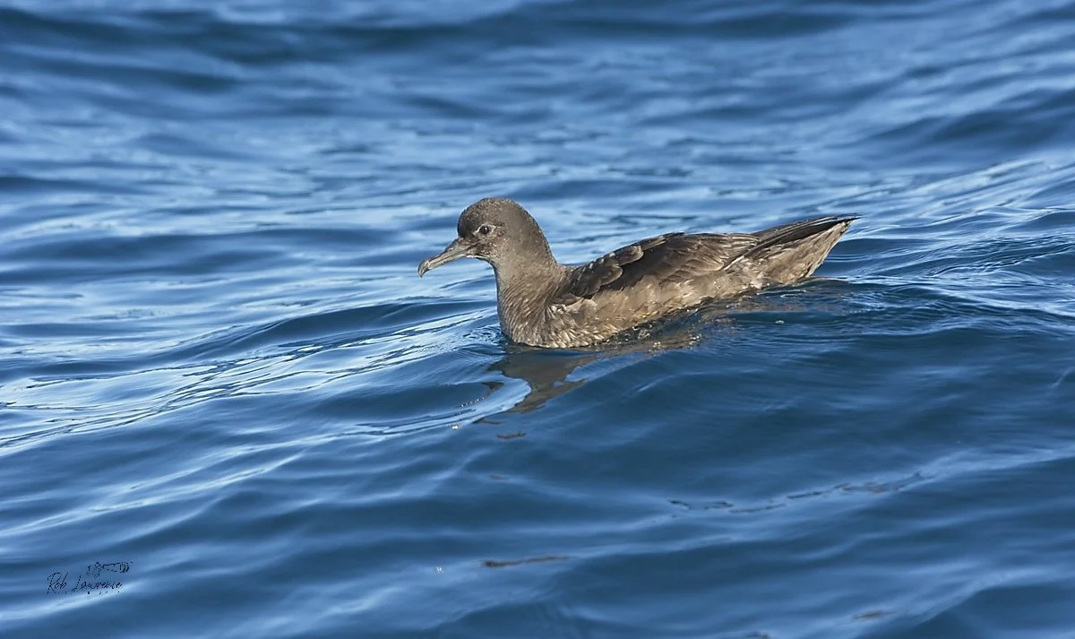 Sooty Shearwater -Muttonbird (hākoakoa)
Ardenna grisea

This species nests on Stewart Island and flies north off the coast of North America 
When I lived on the Oregon coast  in the early 1980's we would see thousands of Sooty Shearwaters flying nort