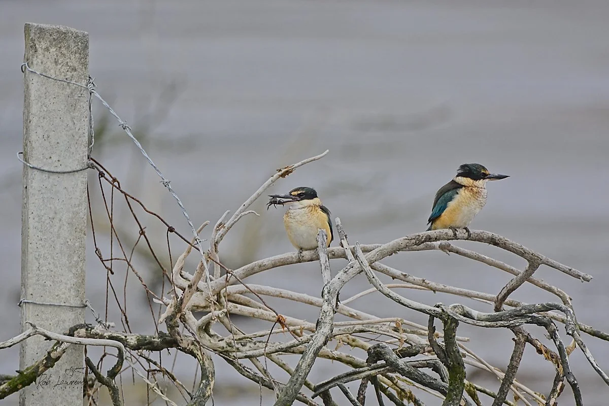 Kingfisher.jpg