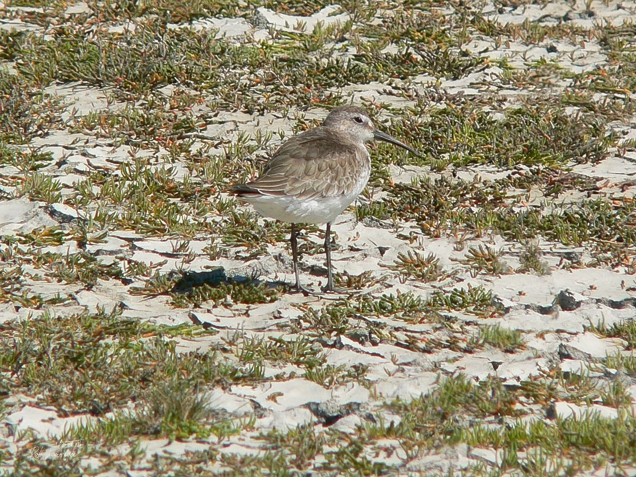 Curlew Sandpiper 