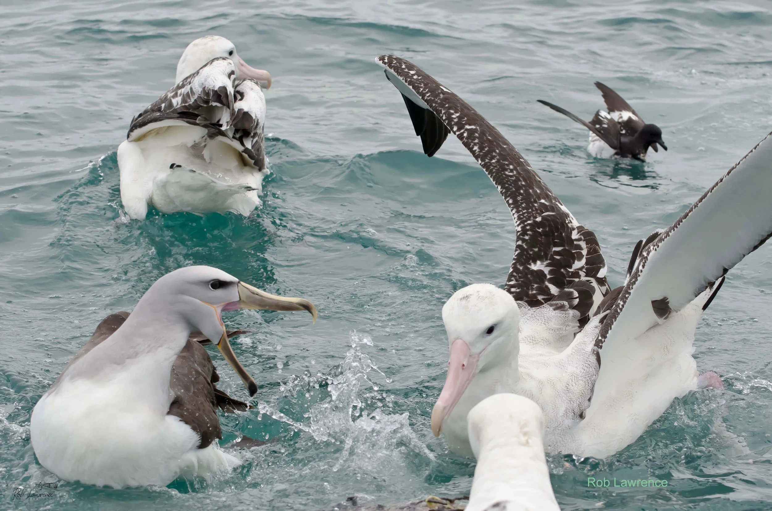 Seabird Town Meeting 
Salvins Mollymawk 
Wandering Albatross
Cape Petrel 