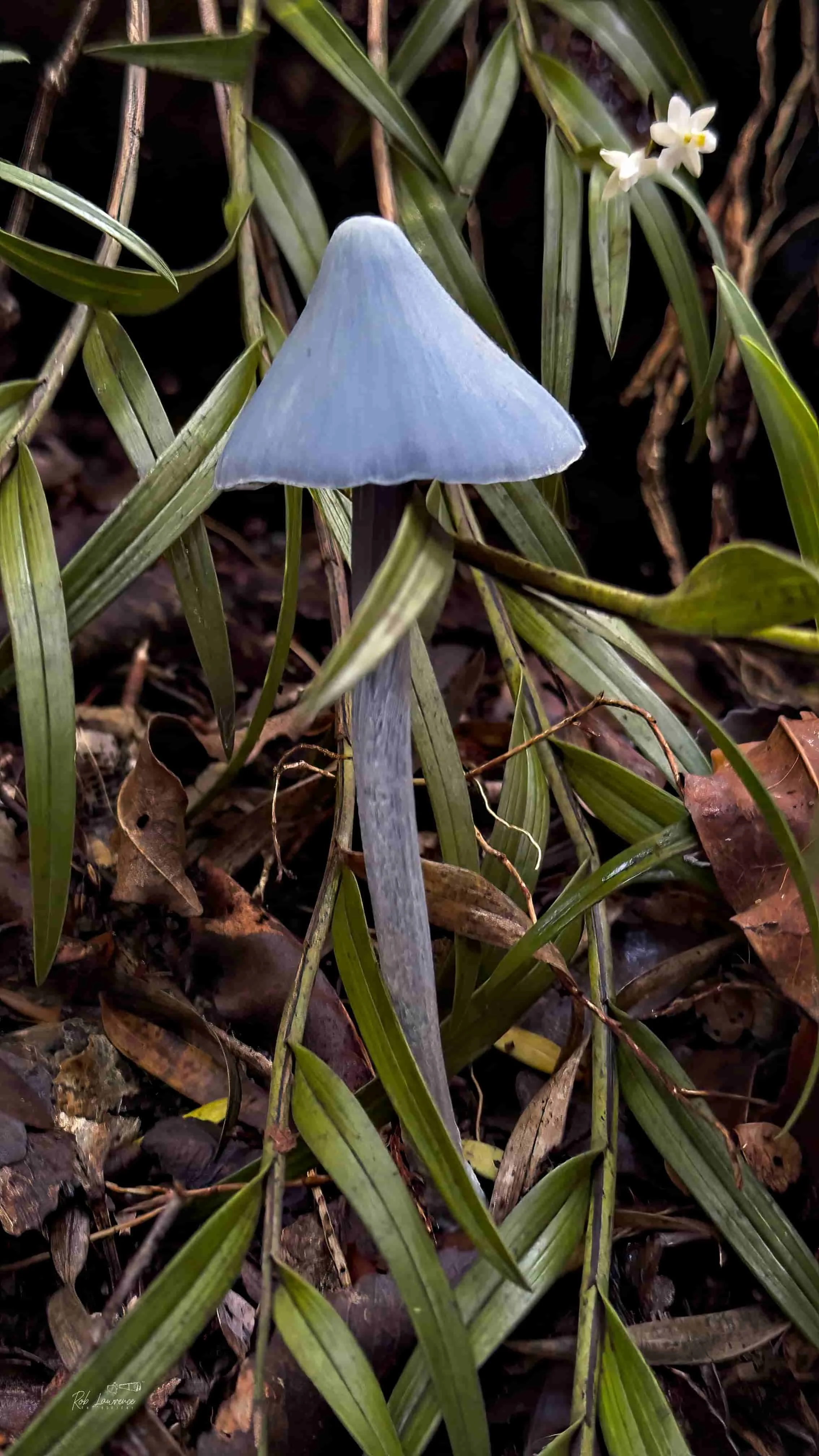 Entoloma Blue with a Tree Orchid .jpg