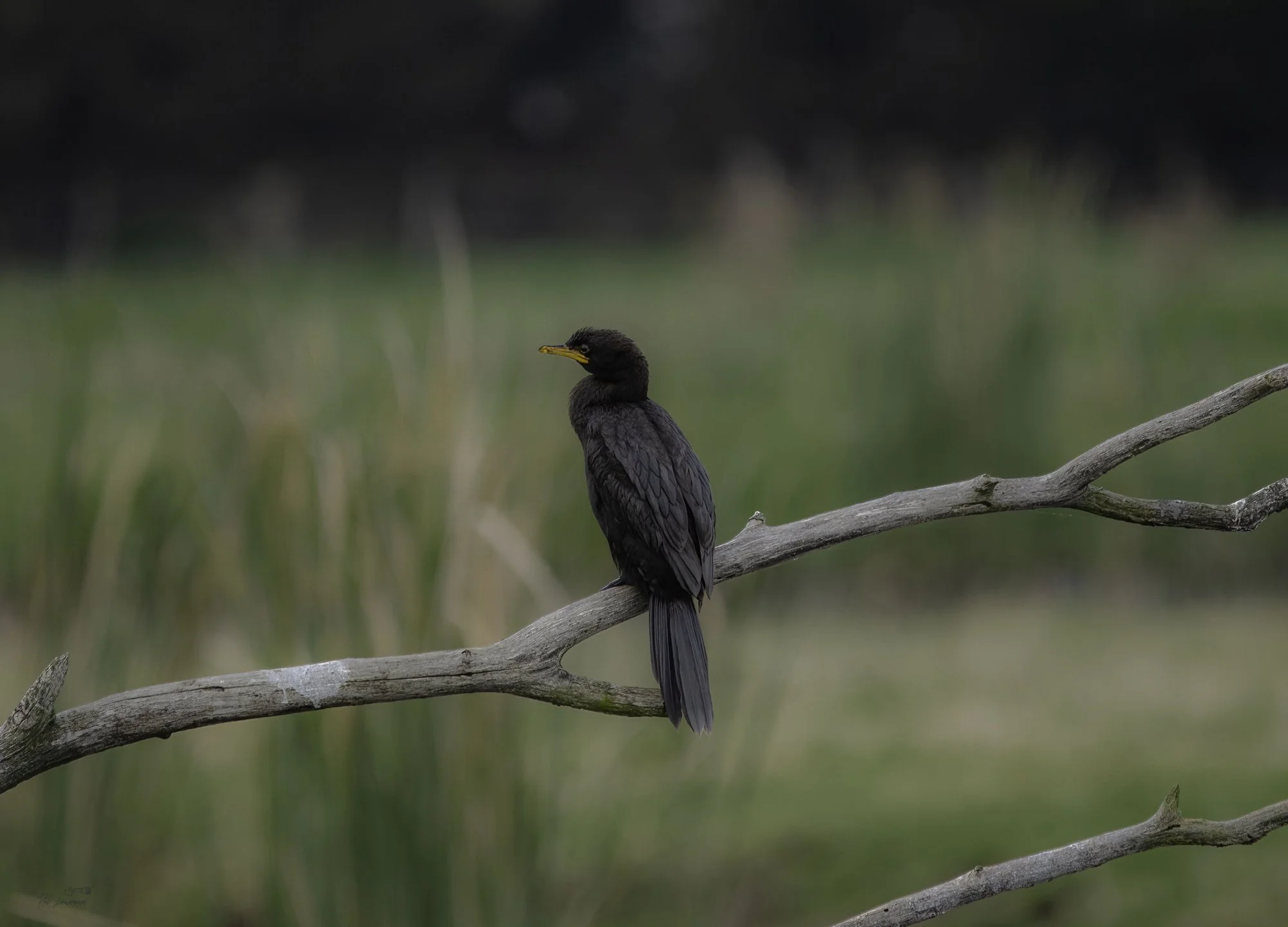 Black Shag .jpg